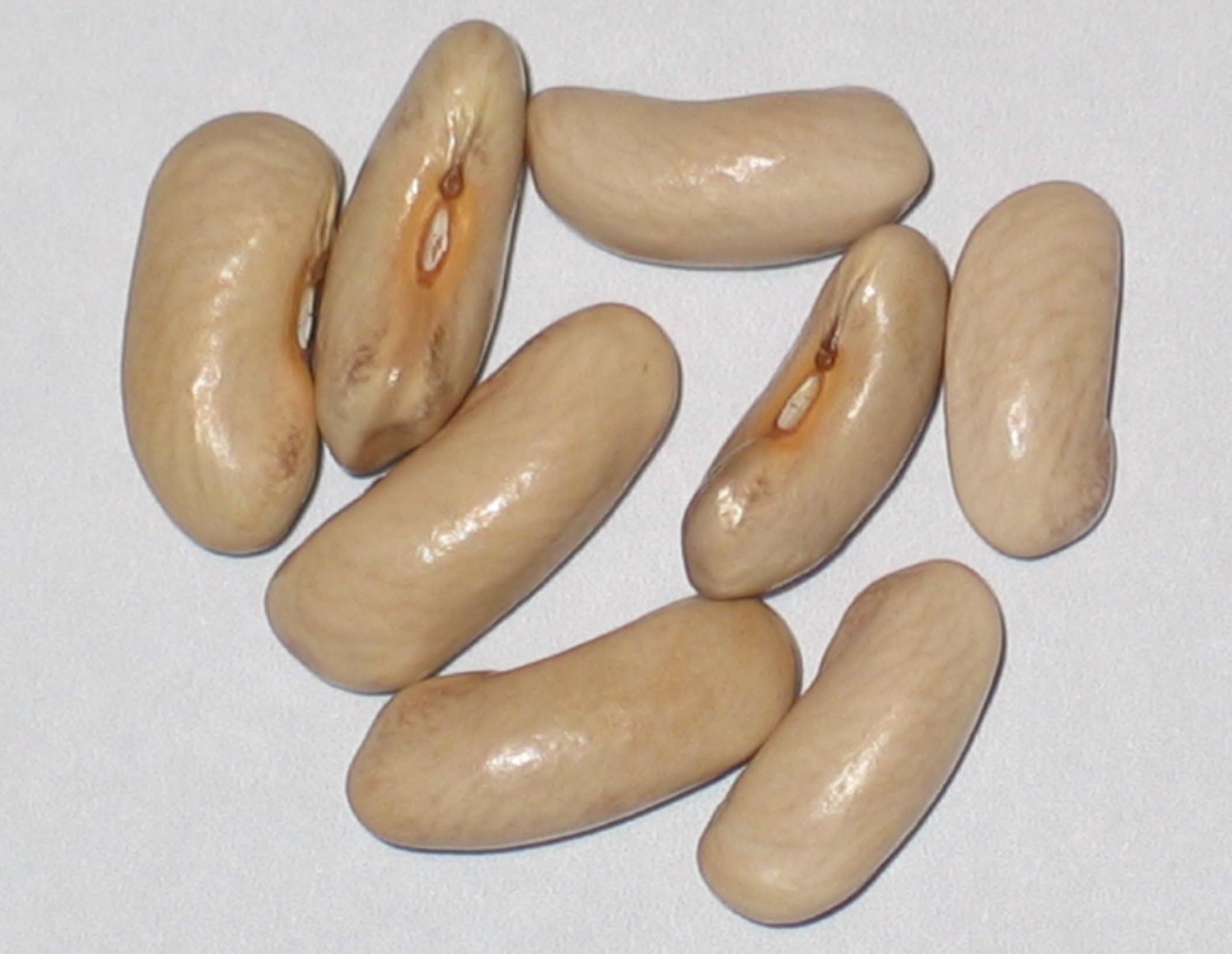 image of contender beans