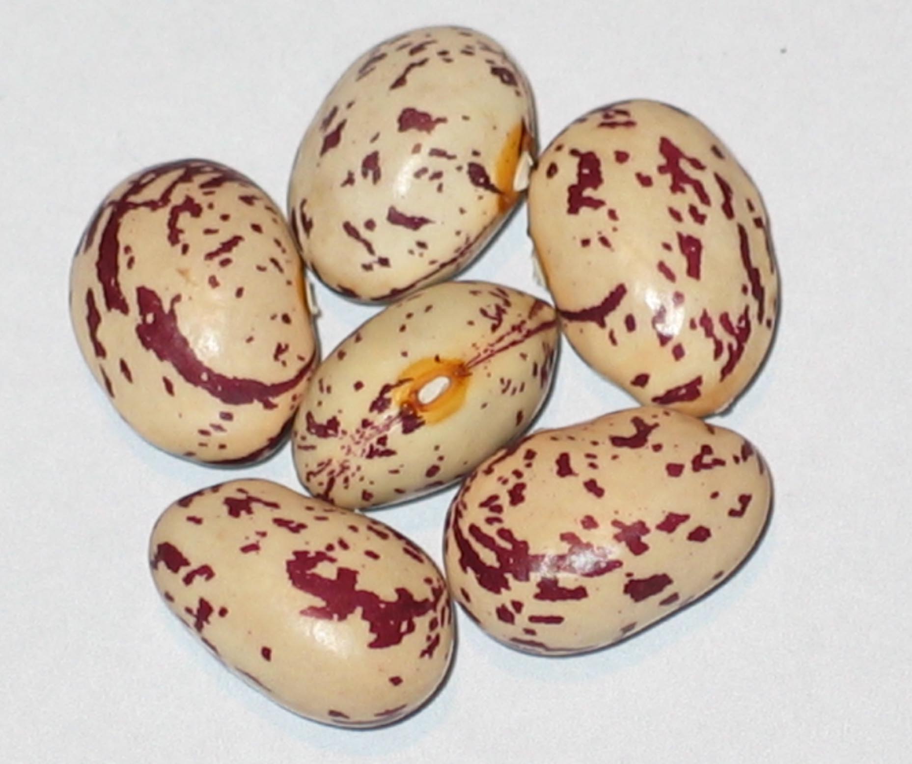 image of Lambada beans