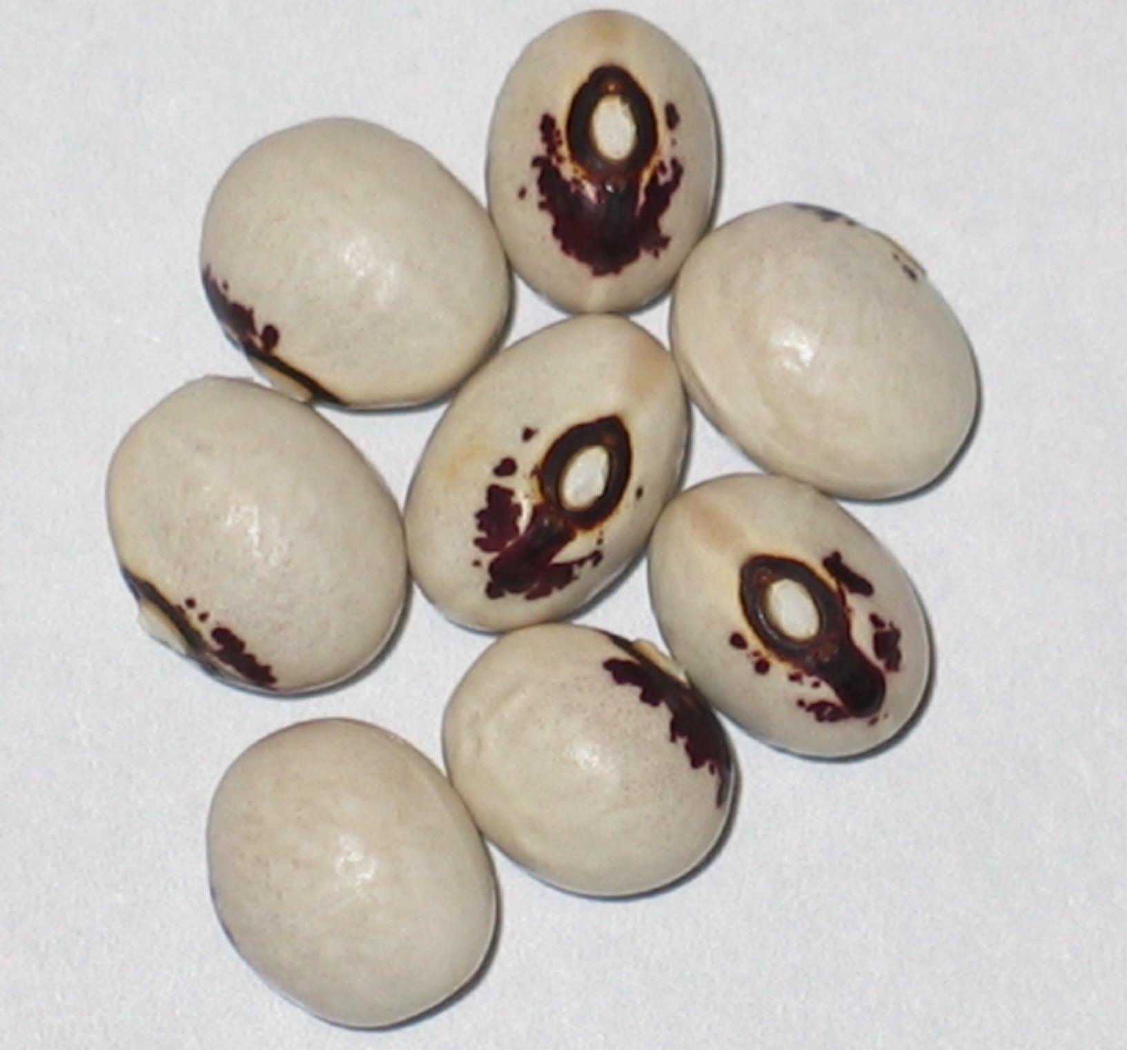 image of Leslie Tenderpod beans