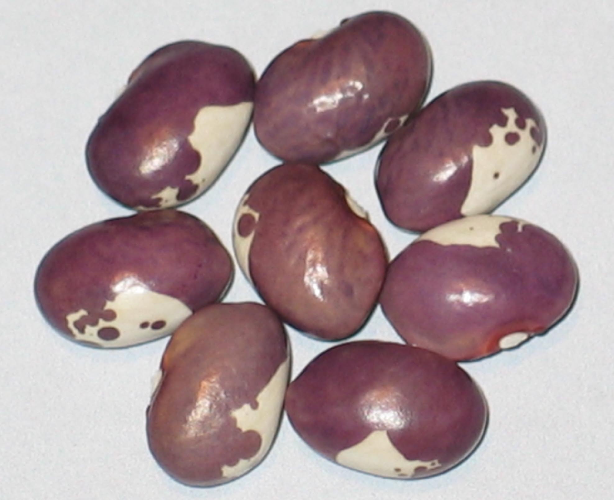 image of Lilaschecke beans