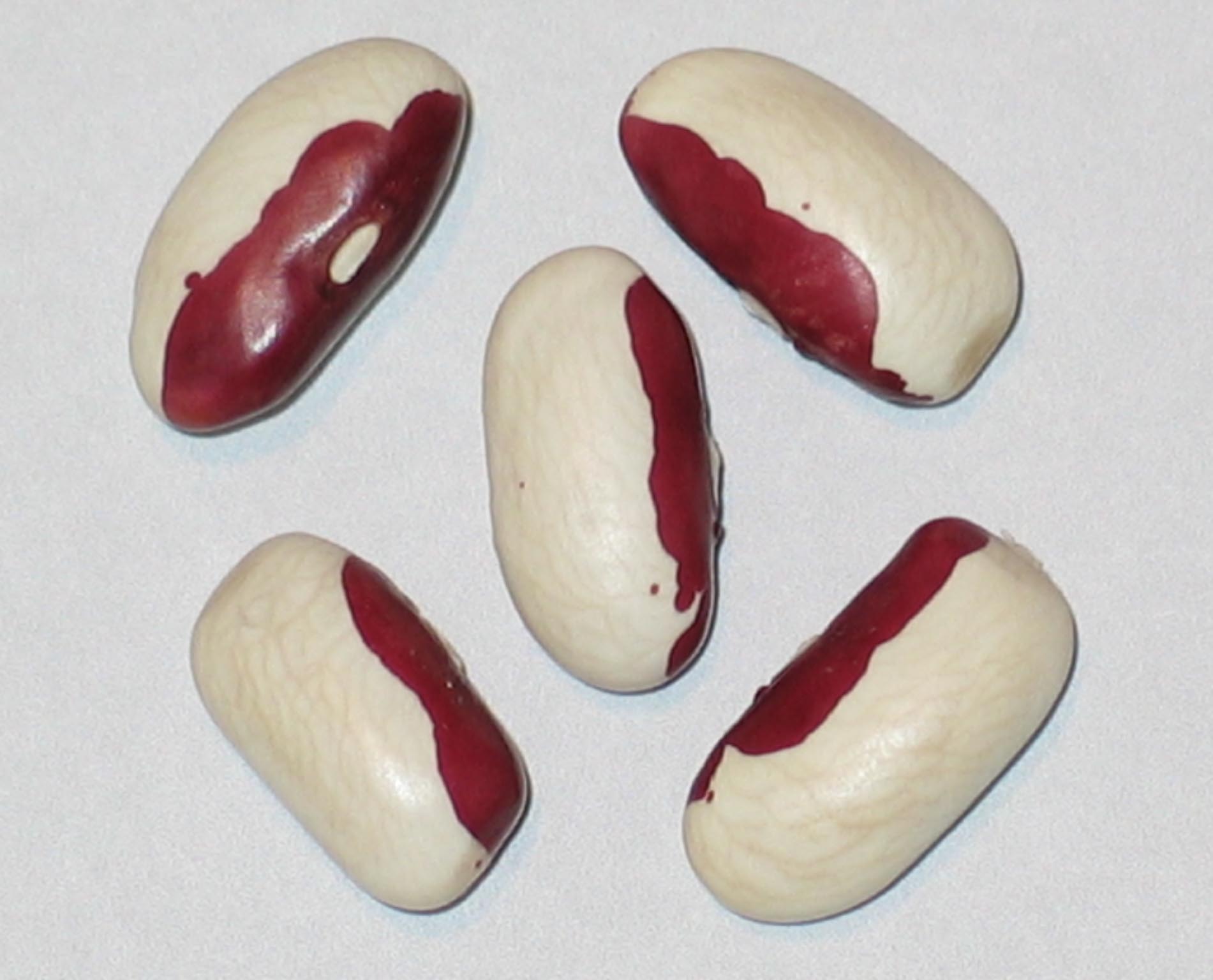 image of Lila Stuart beans