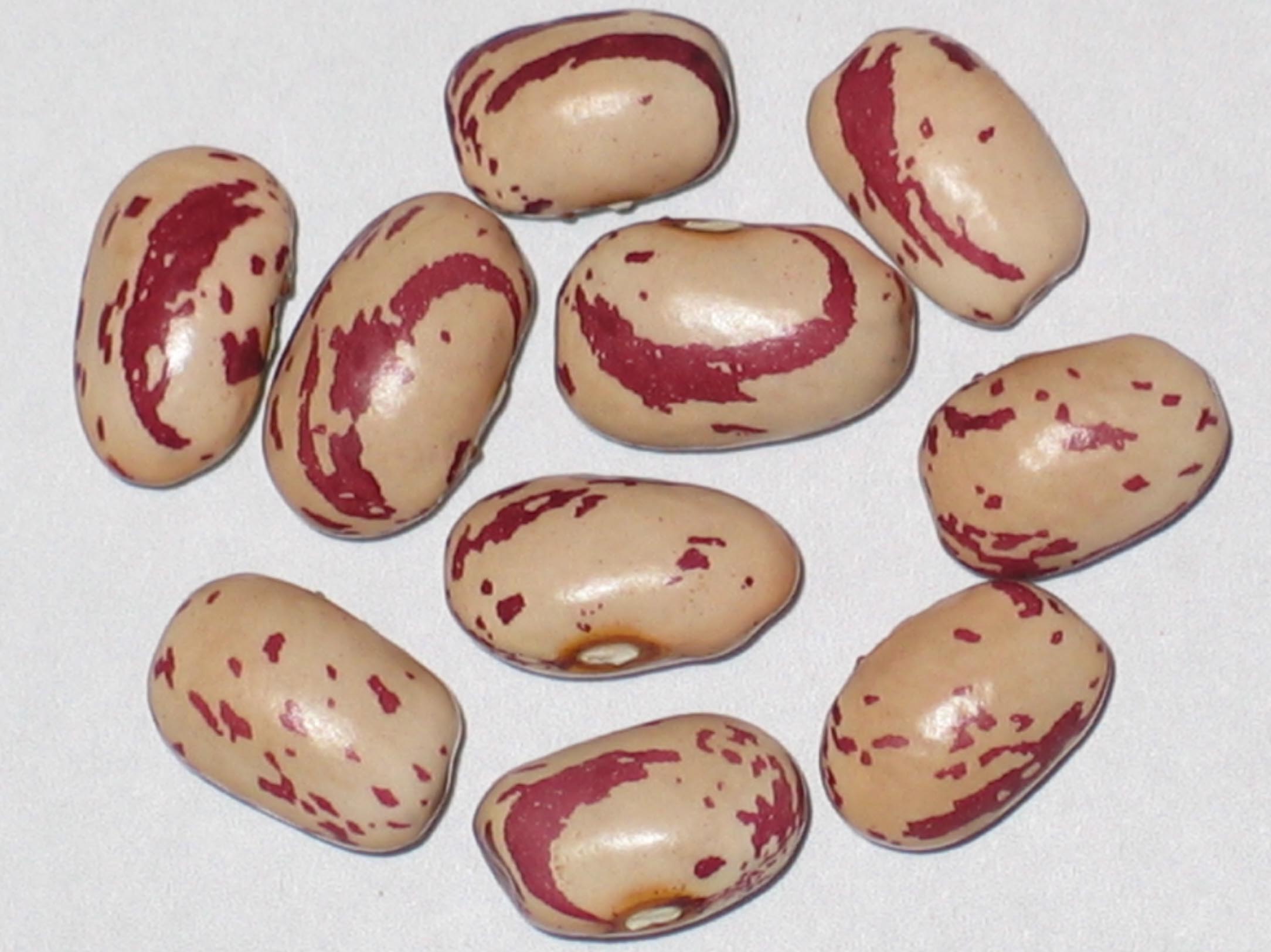 image of Lina Sisco Bird Egg beans
