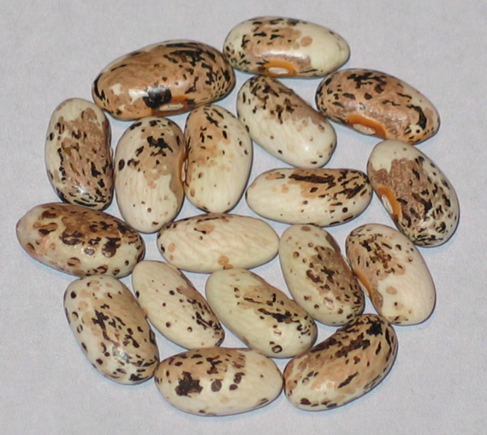 image of Little Falls beans