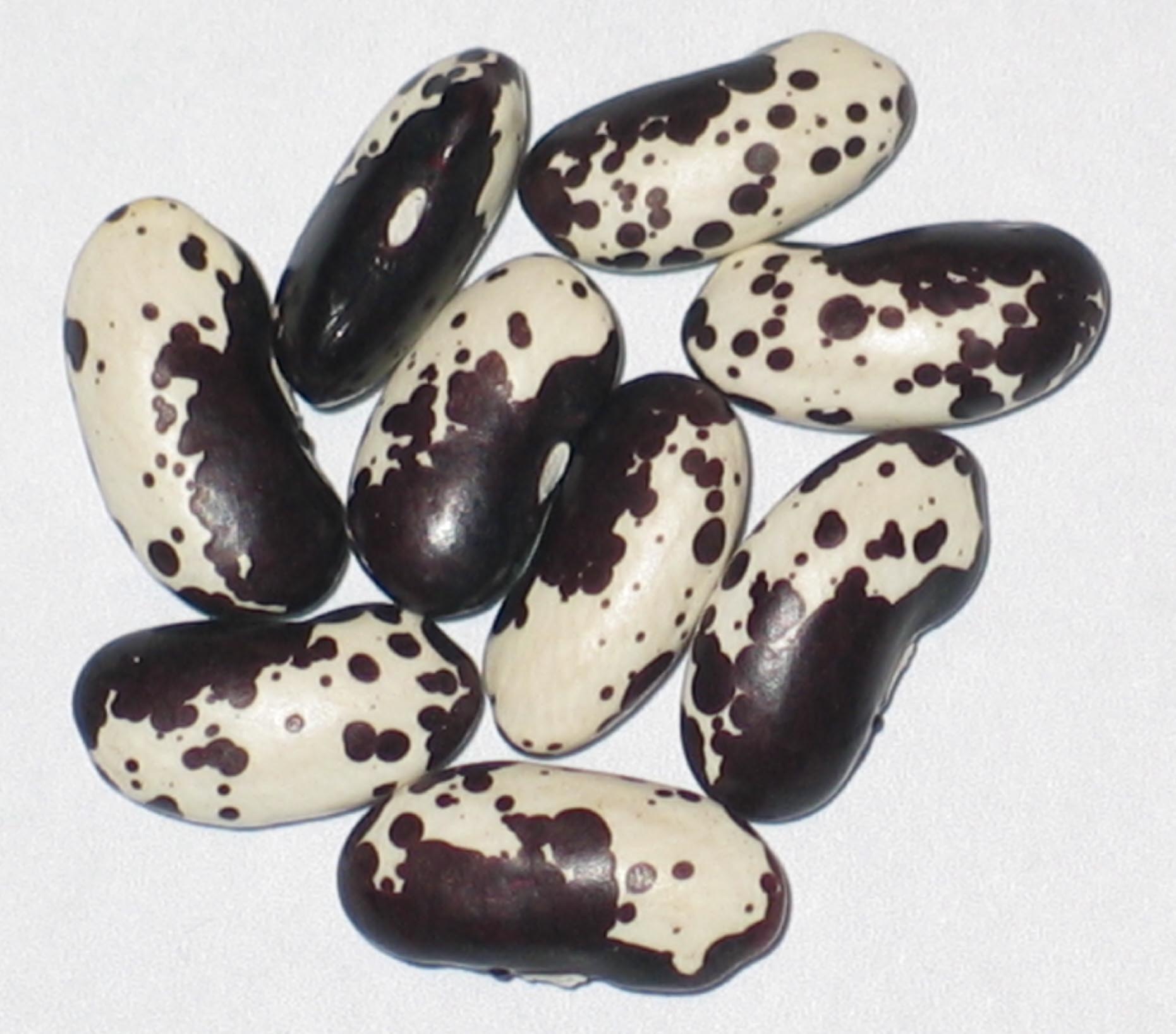 image of Littlefield's Special beans