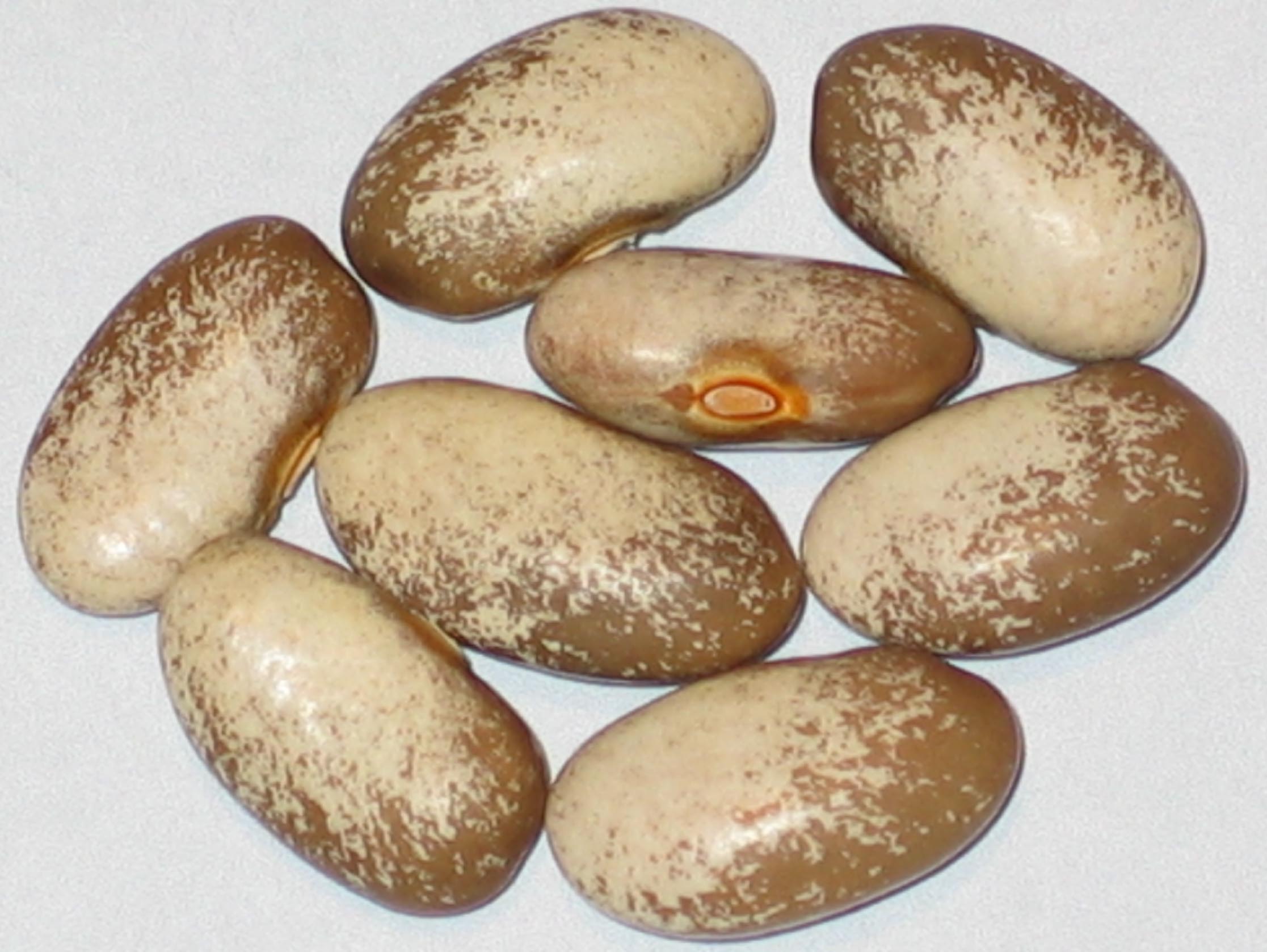 image of Logan Giant beans
