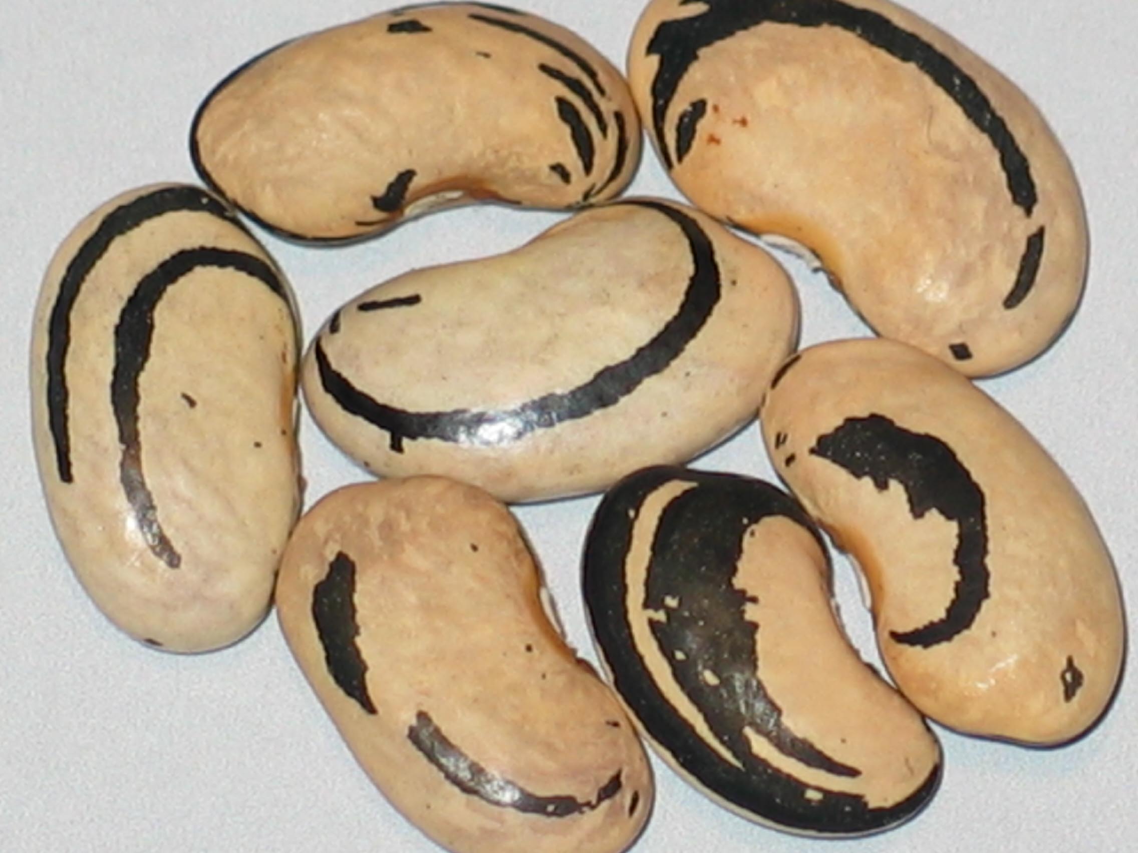 image of Lohrey's Special beans