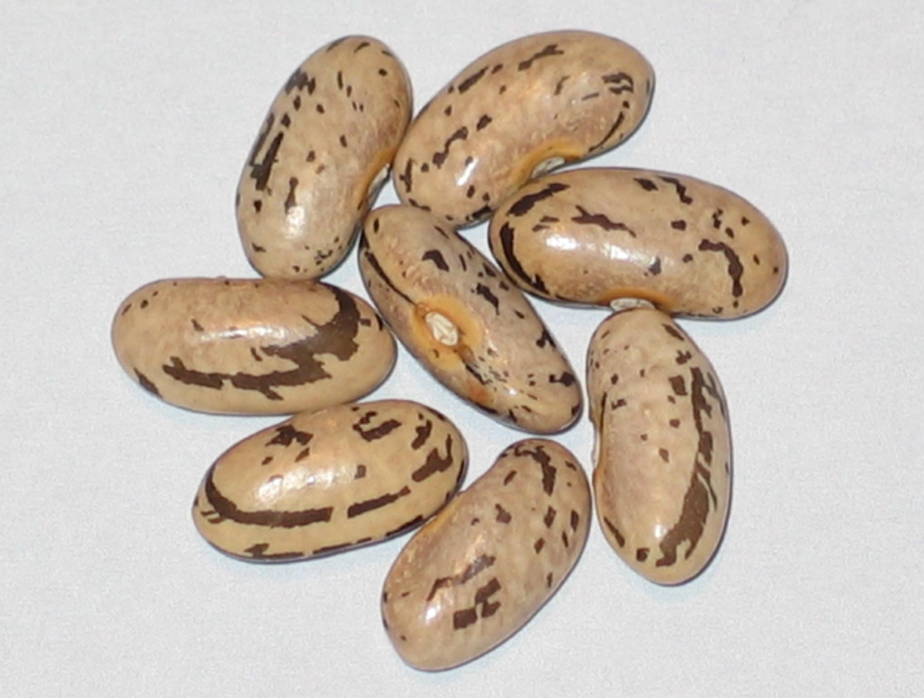 image of Louisiana beans