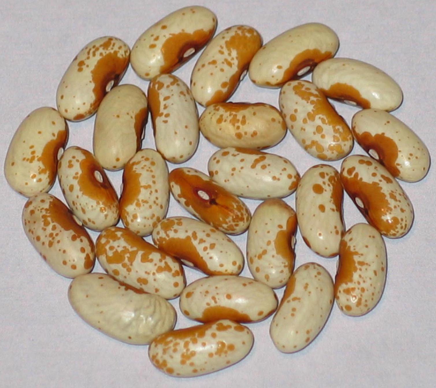 image of Madelia beans