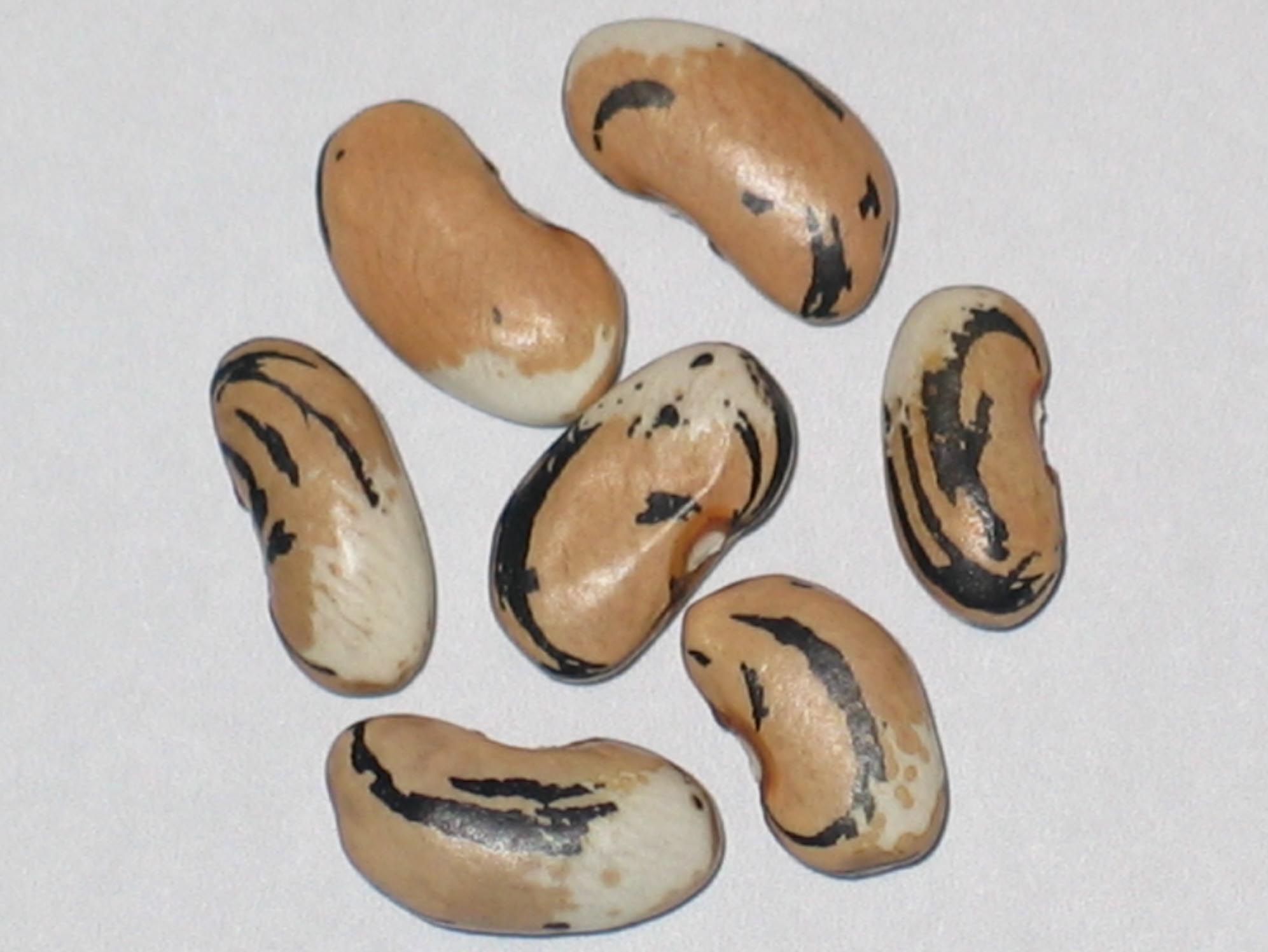 image of Maggies Cresent beans