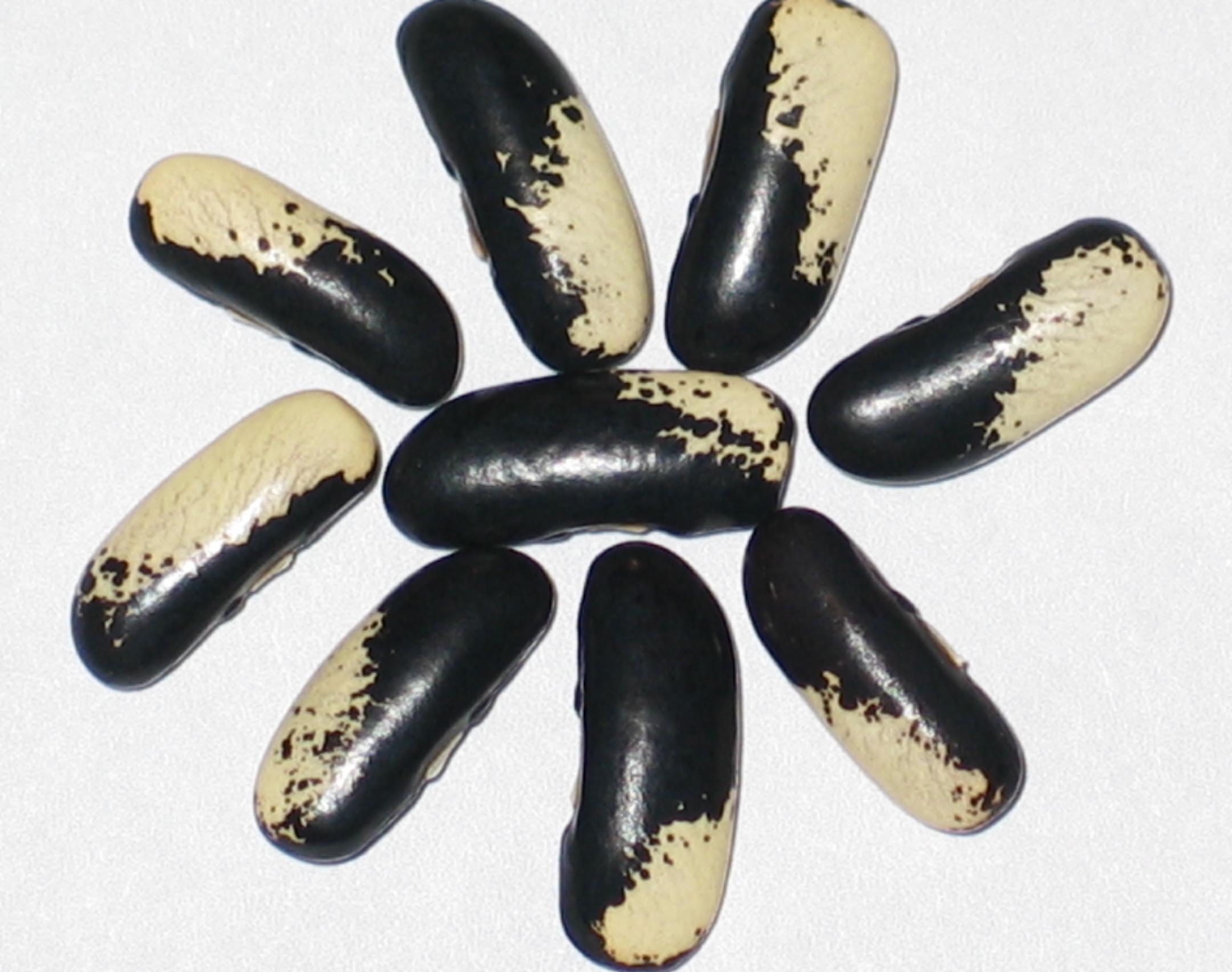 image of Magpie beans