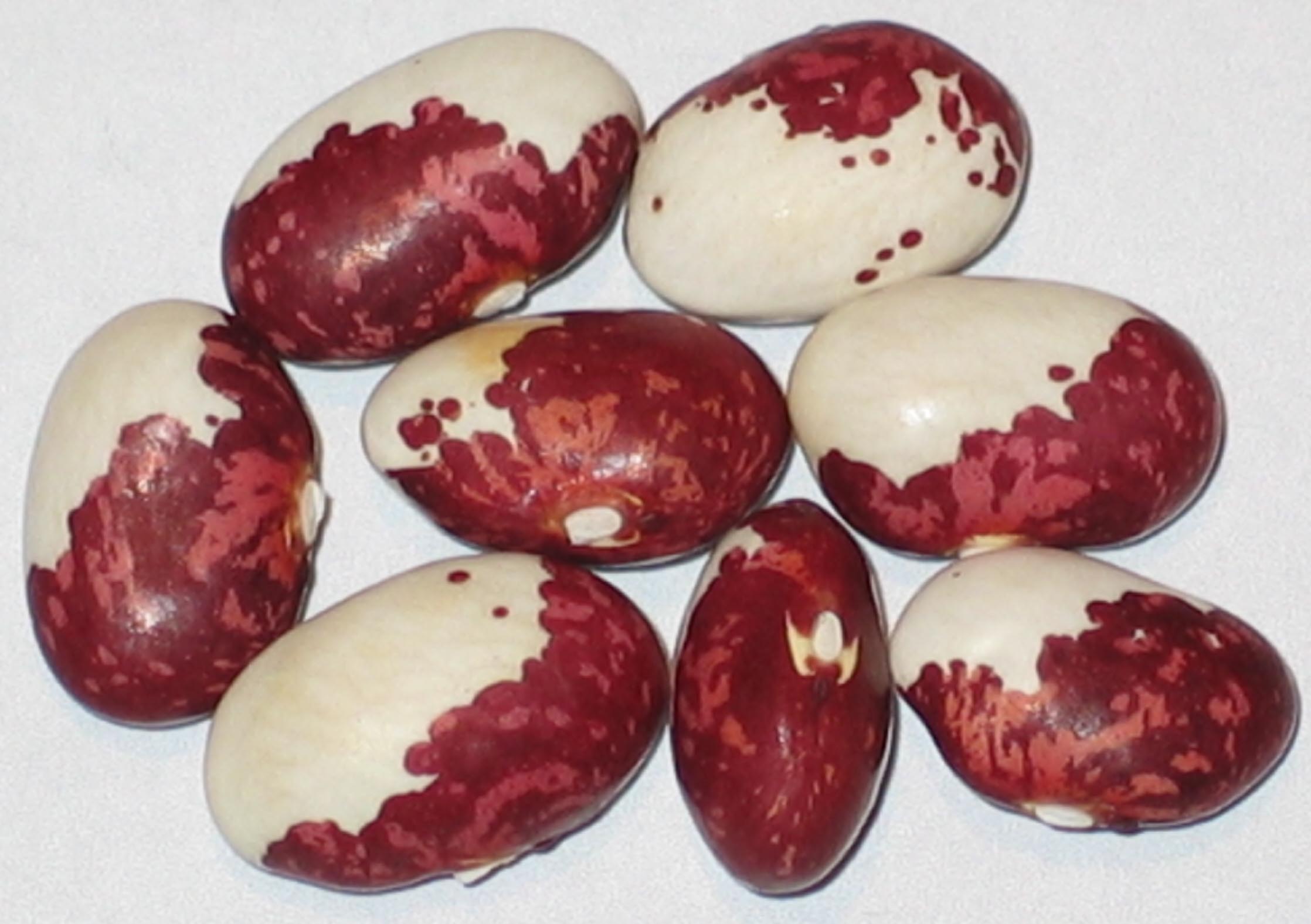 image of Maria Zeller beans