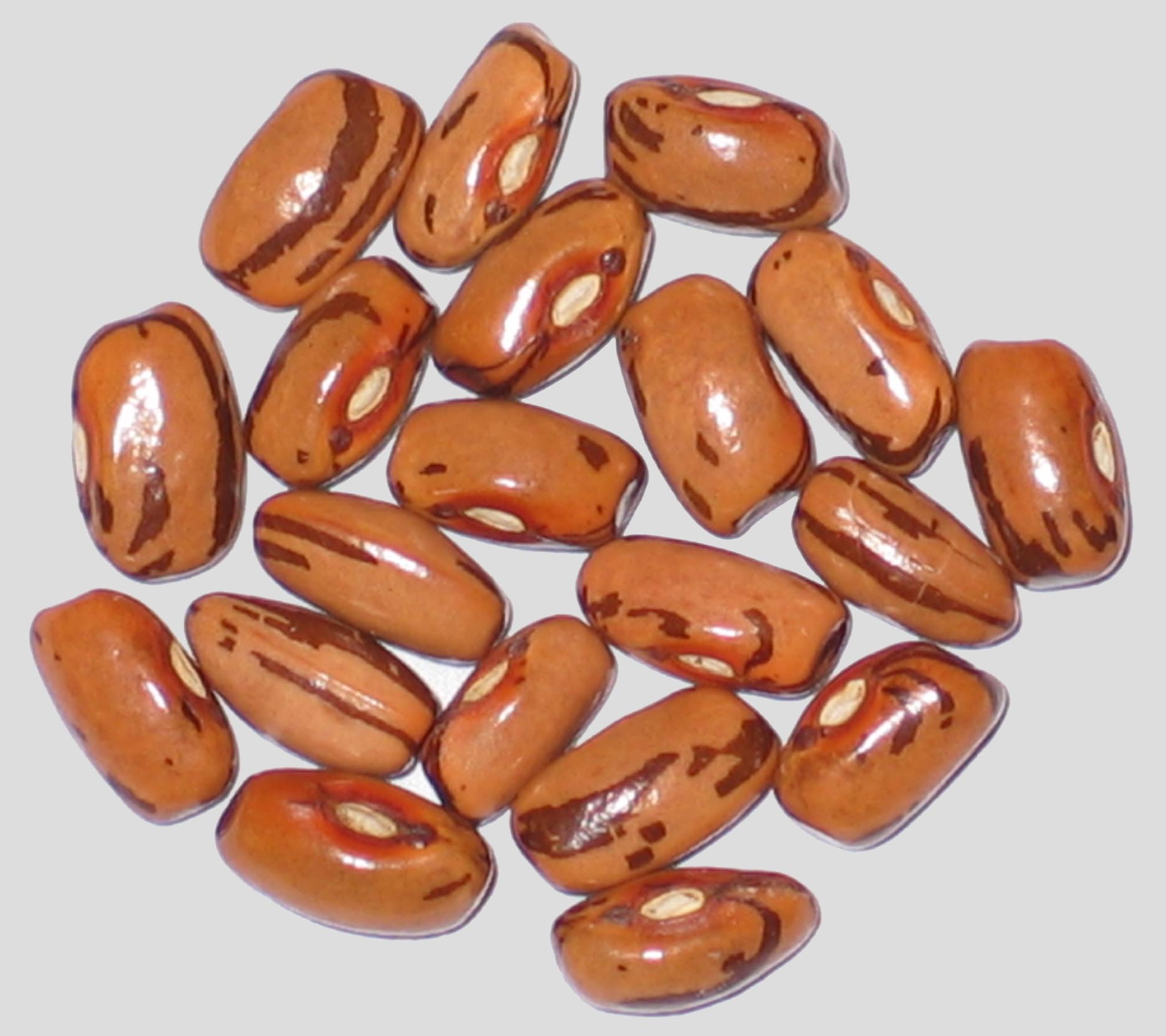 image of Mary Ison's Little Brown Bunch beans