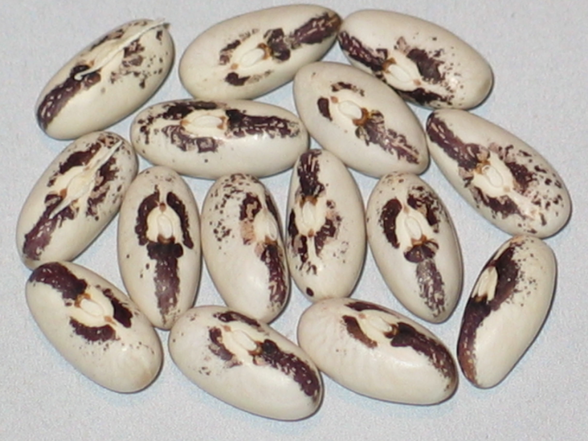 image of Medal Refugee beans