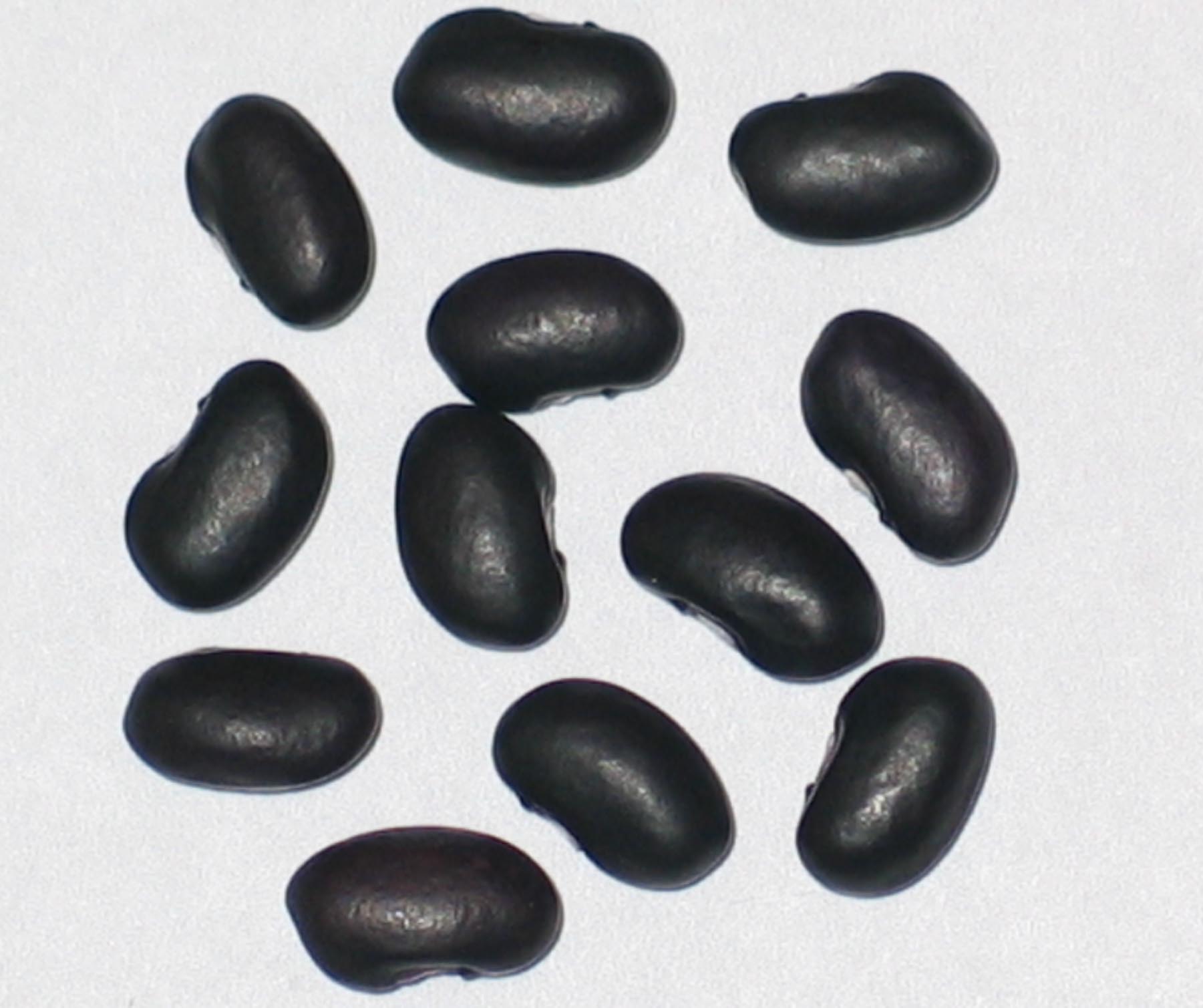 image of Midnight Black Turtle Soup beans