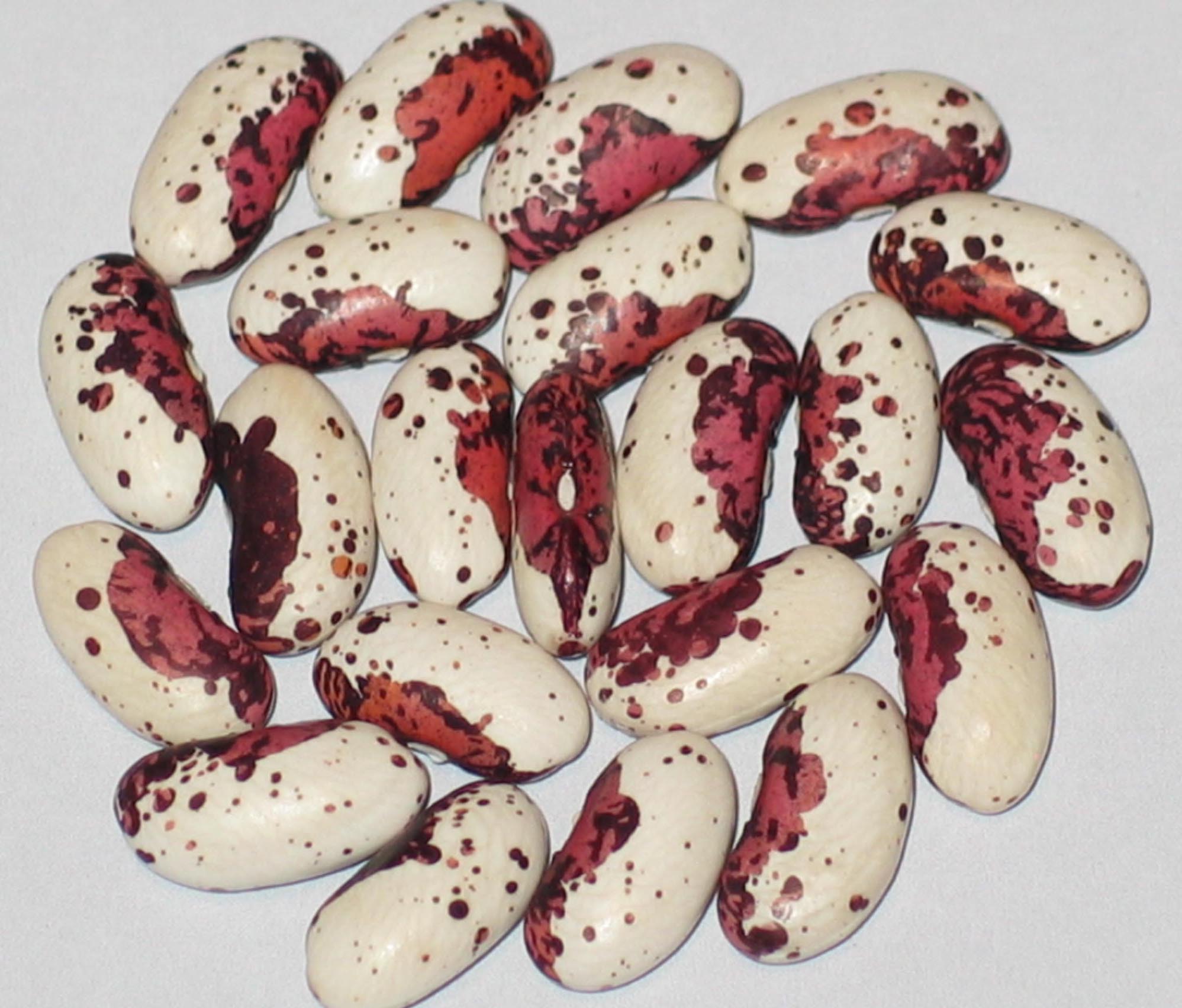 image of Minnesota Beauty beans