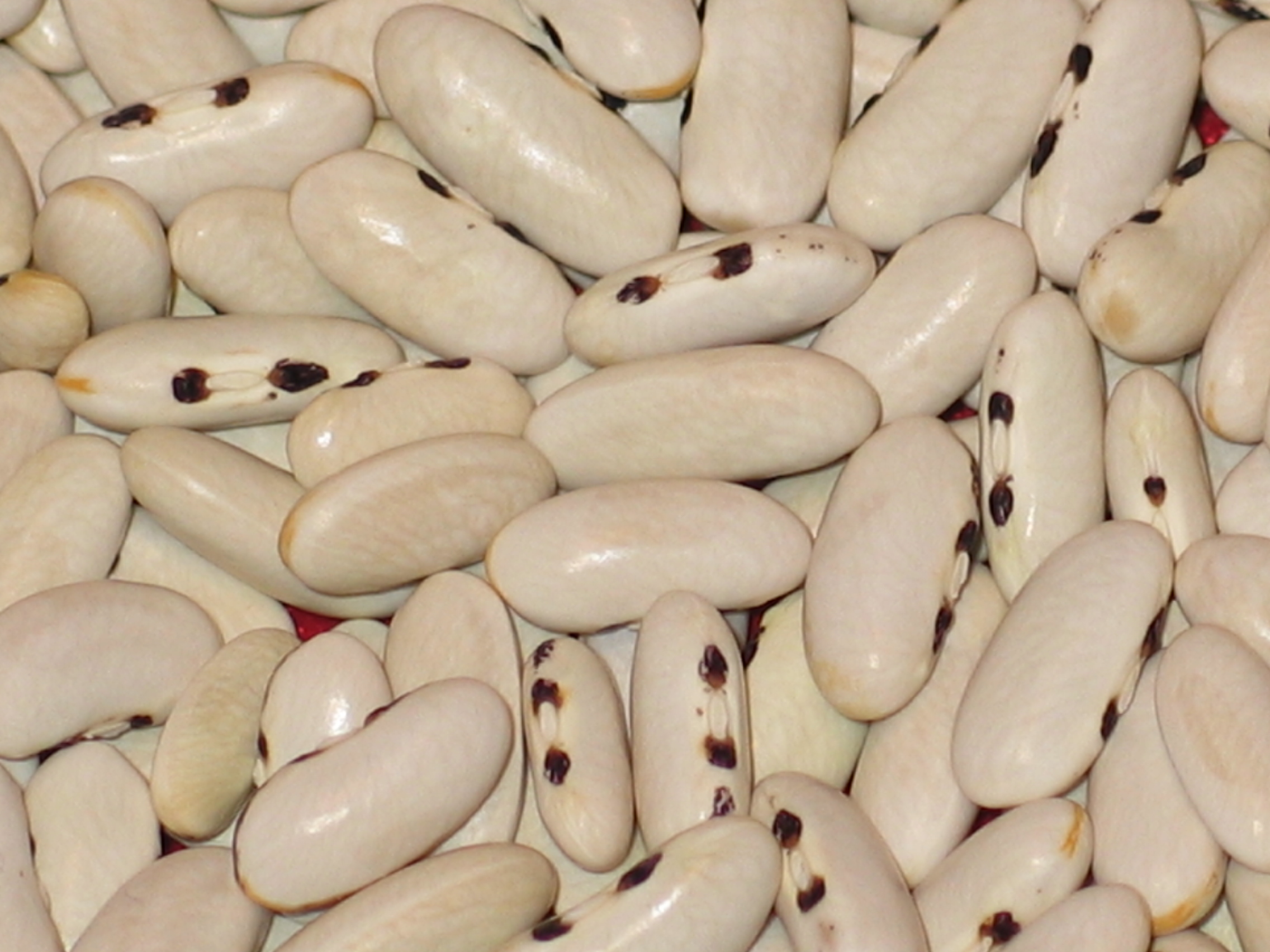 image of Mulldoon beans