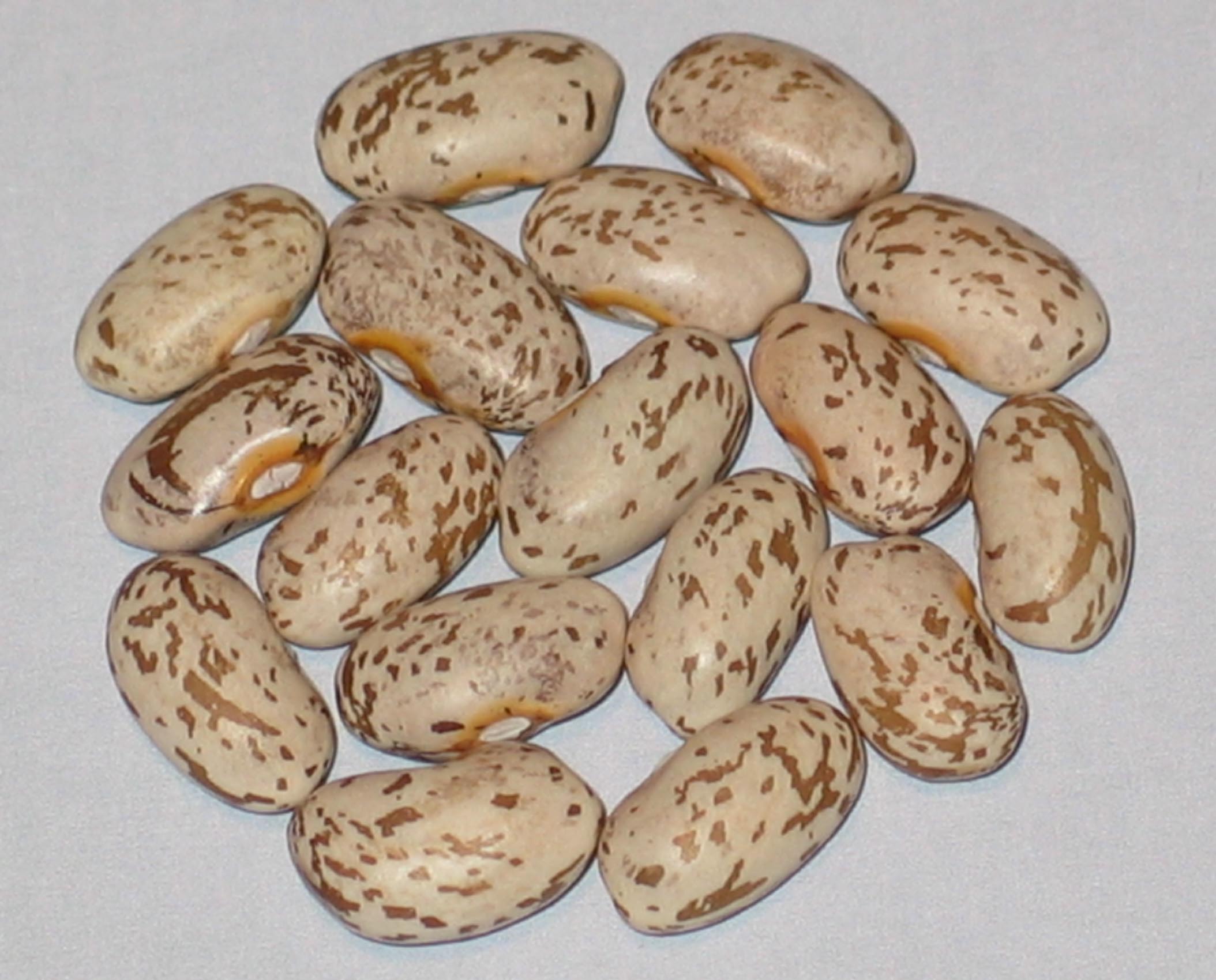 image of North Star Bush Pinto beans