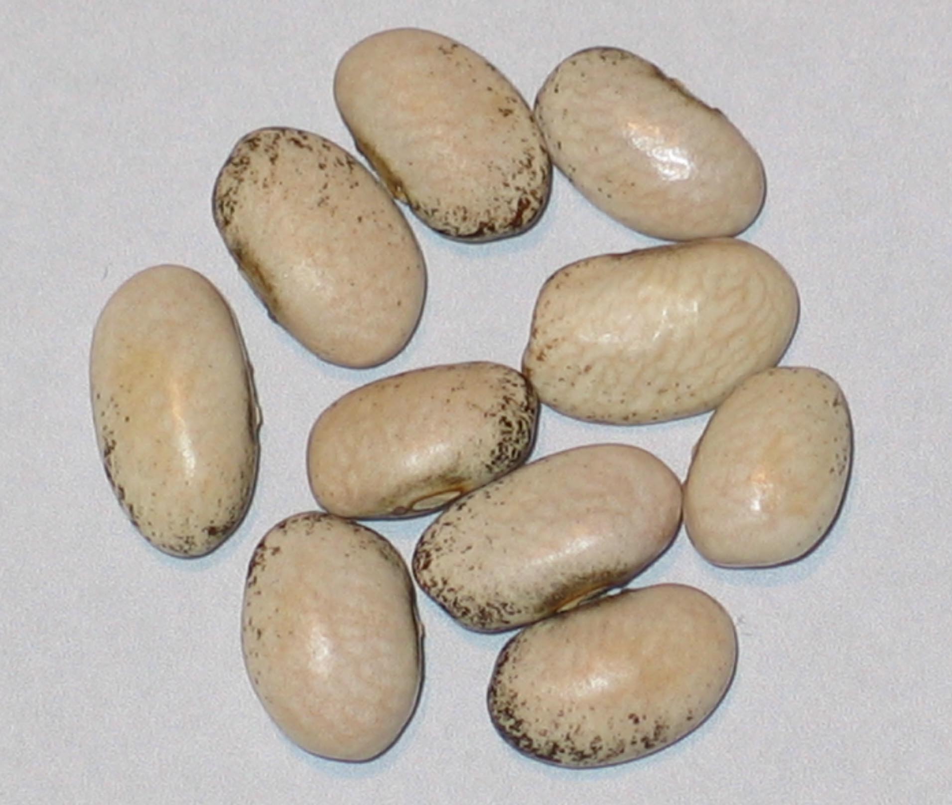 image of Nova Star beans