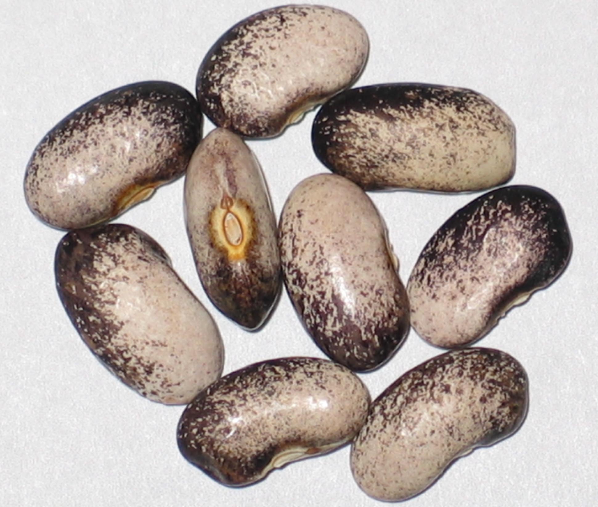 image of Ohio Pole beans