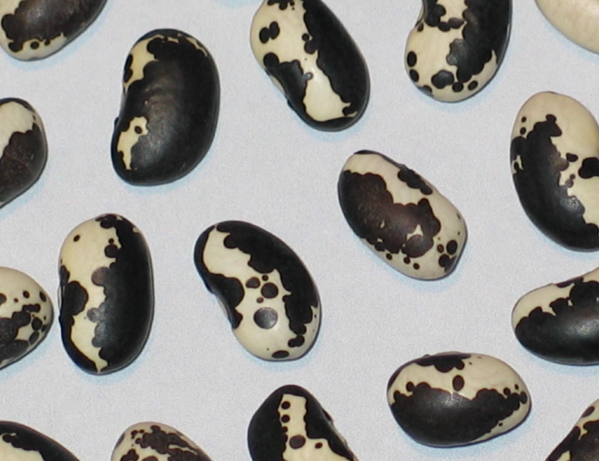 image of Orca beans