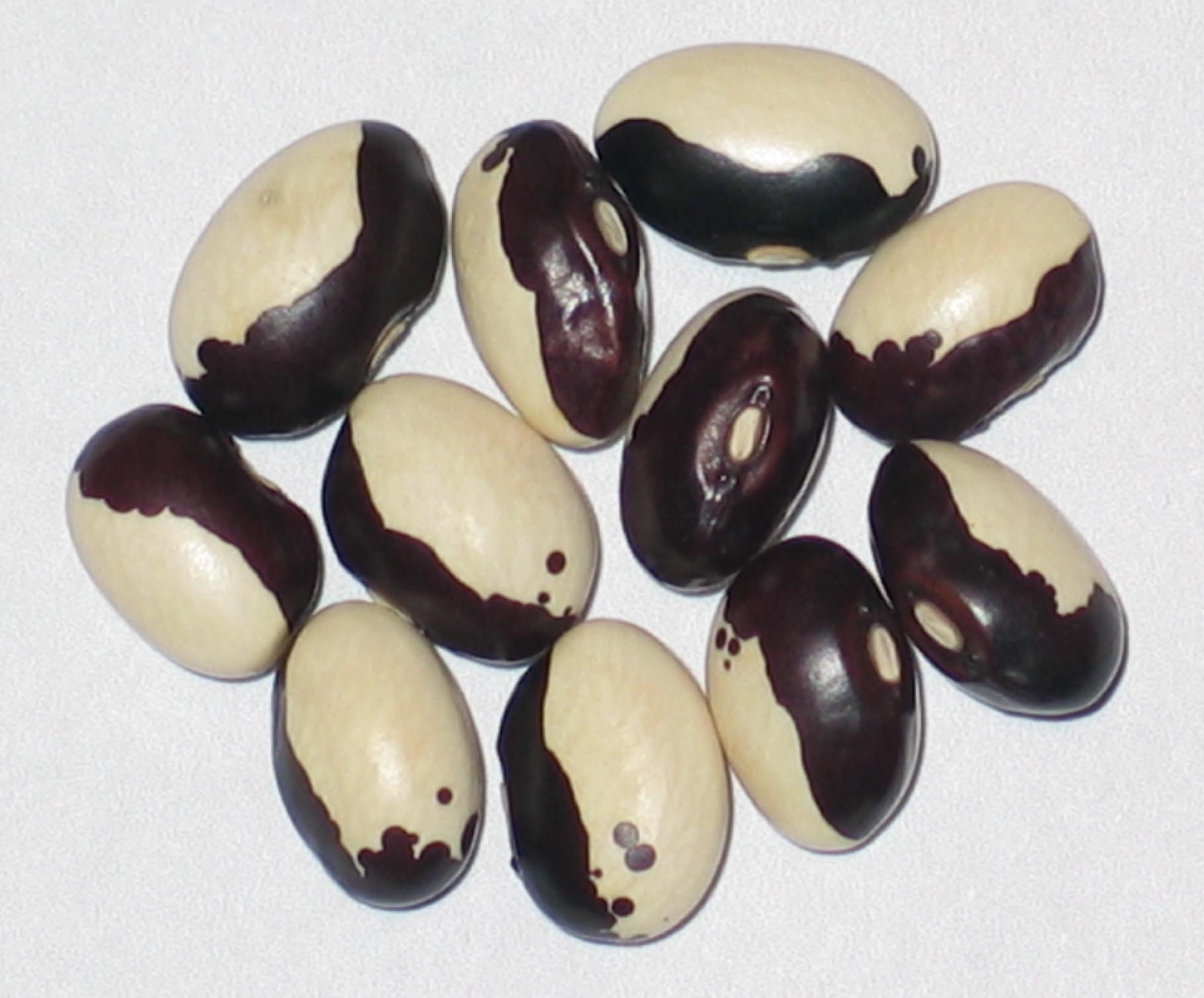 image of Orca beans