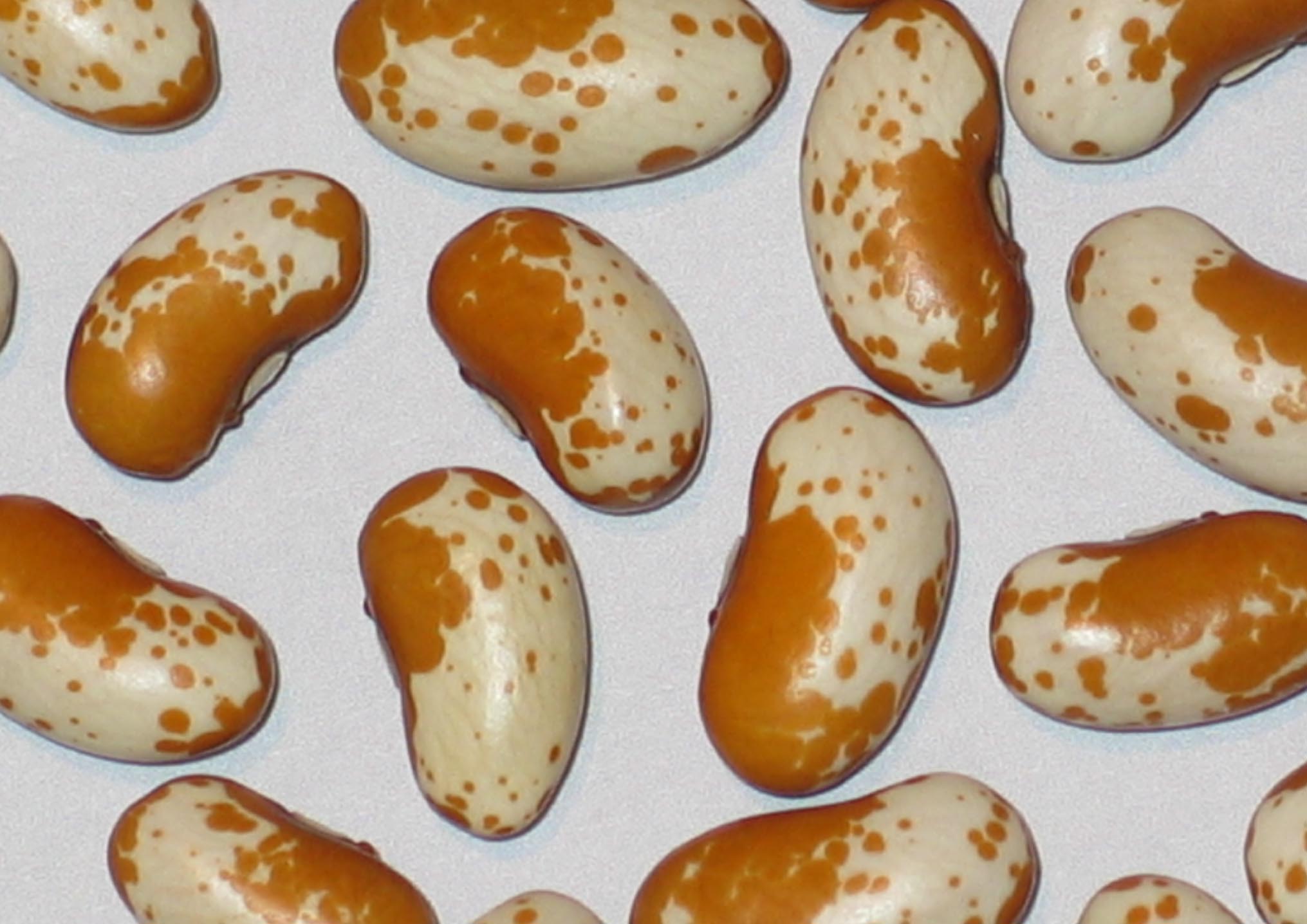 image of Palomino beans