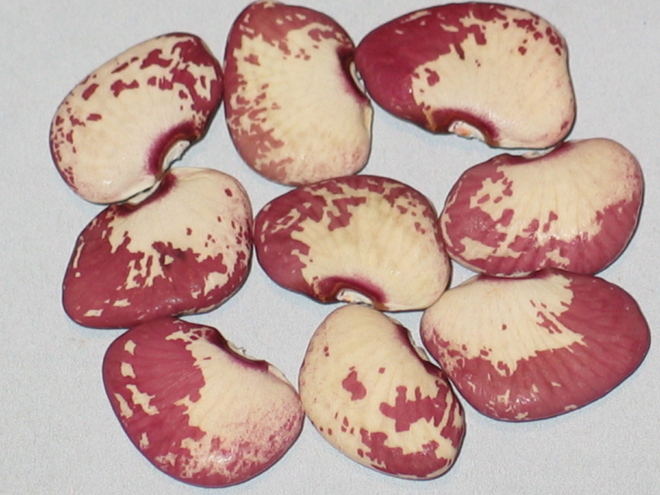 image of Shantyboat beans