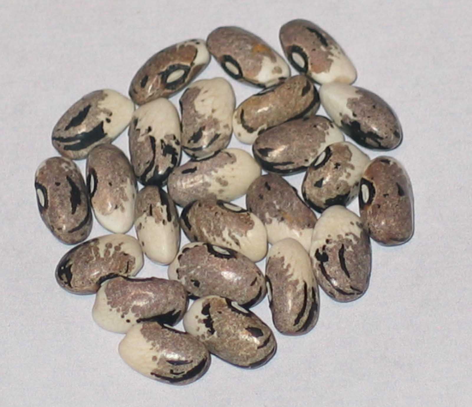 image of Skunk Bean beans