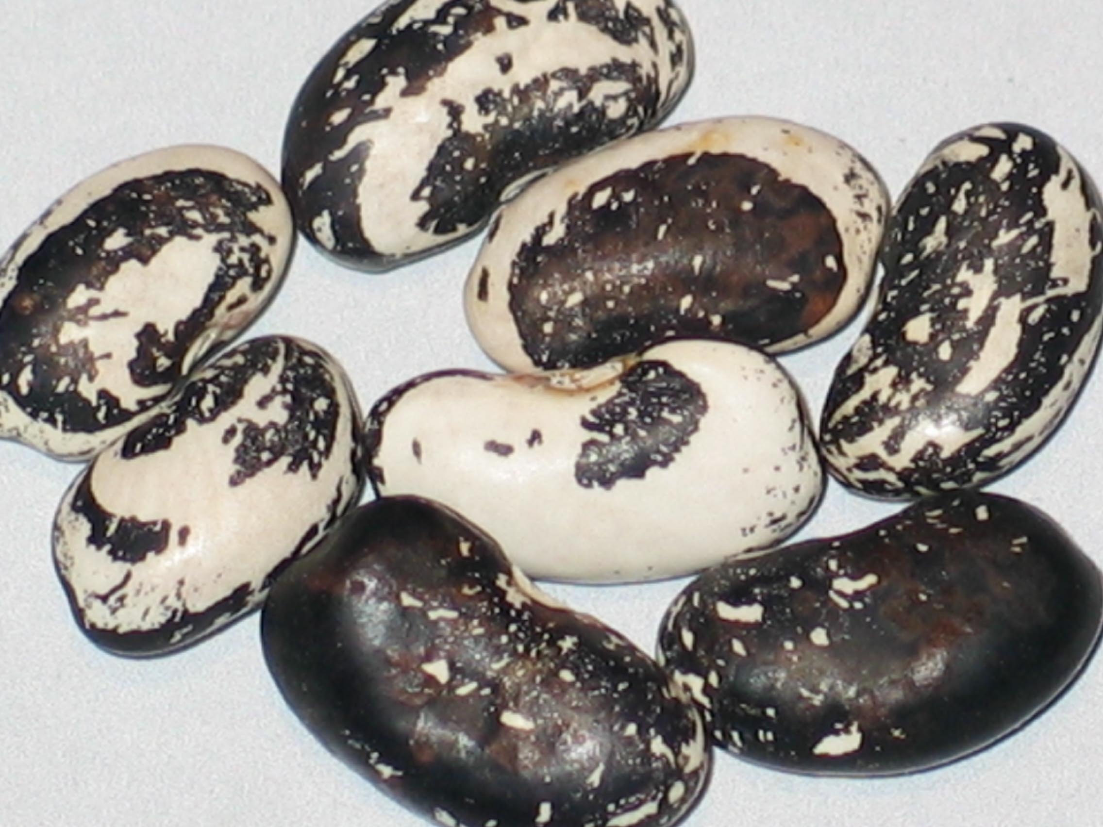 image of Skunk beans