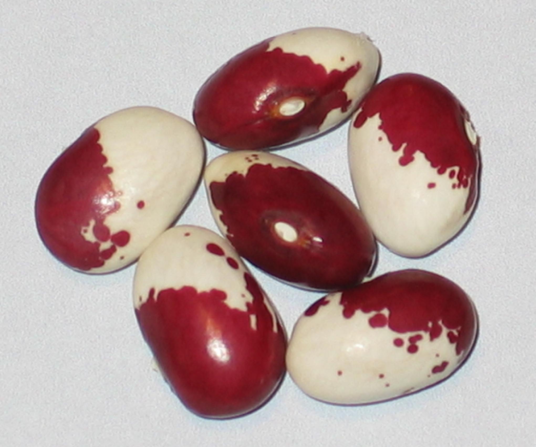 image of Slovenia III beans