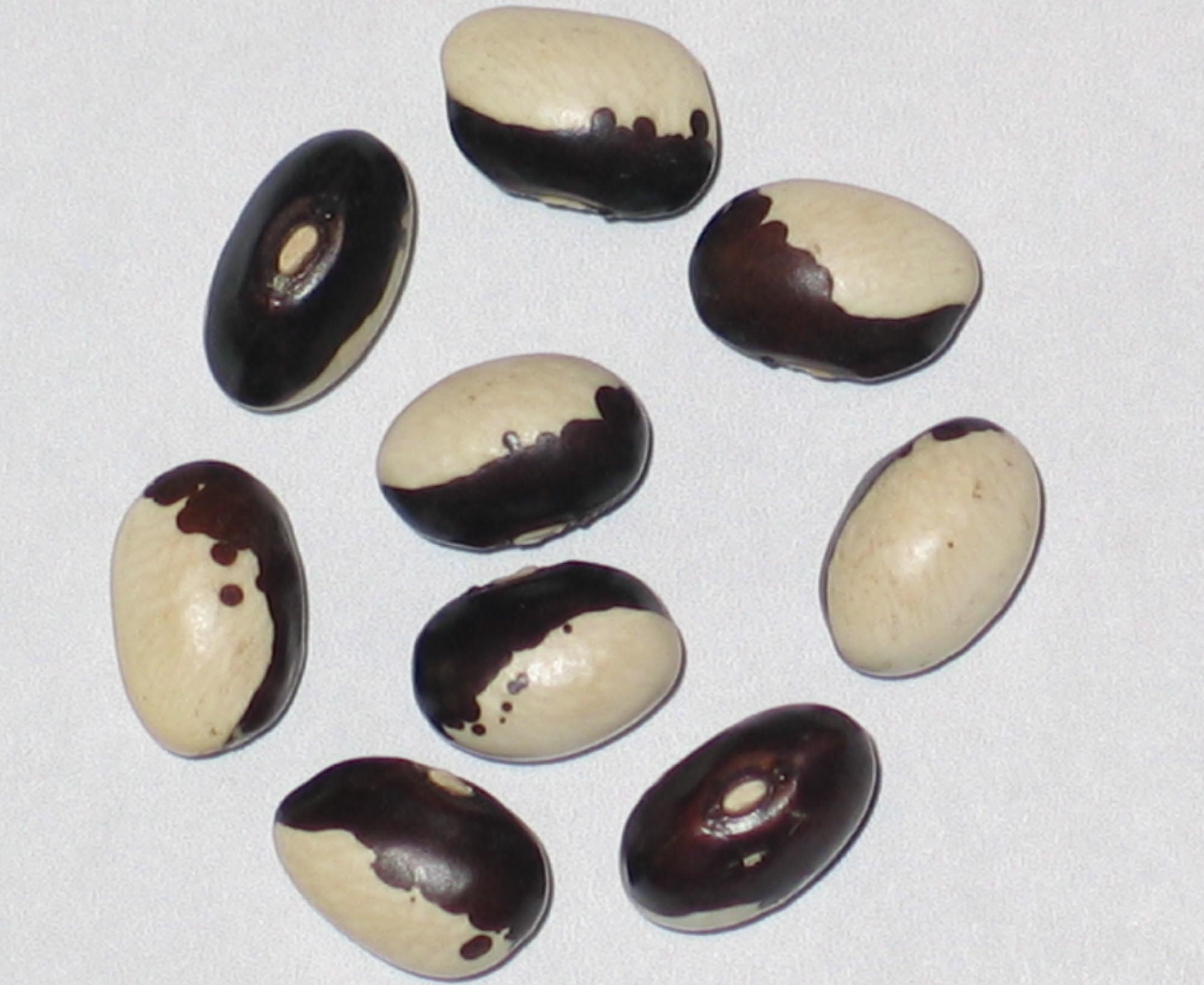 image of Stevenson's Blue Eye beans