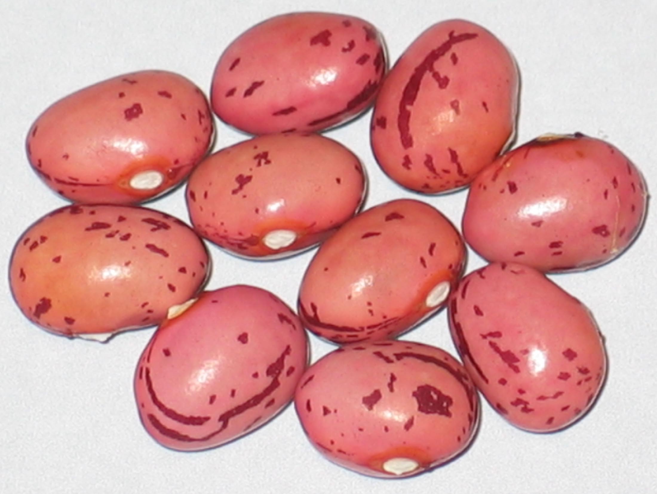 image of Tamila beans