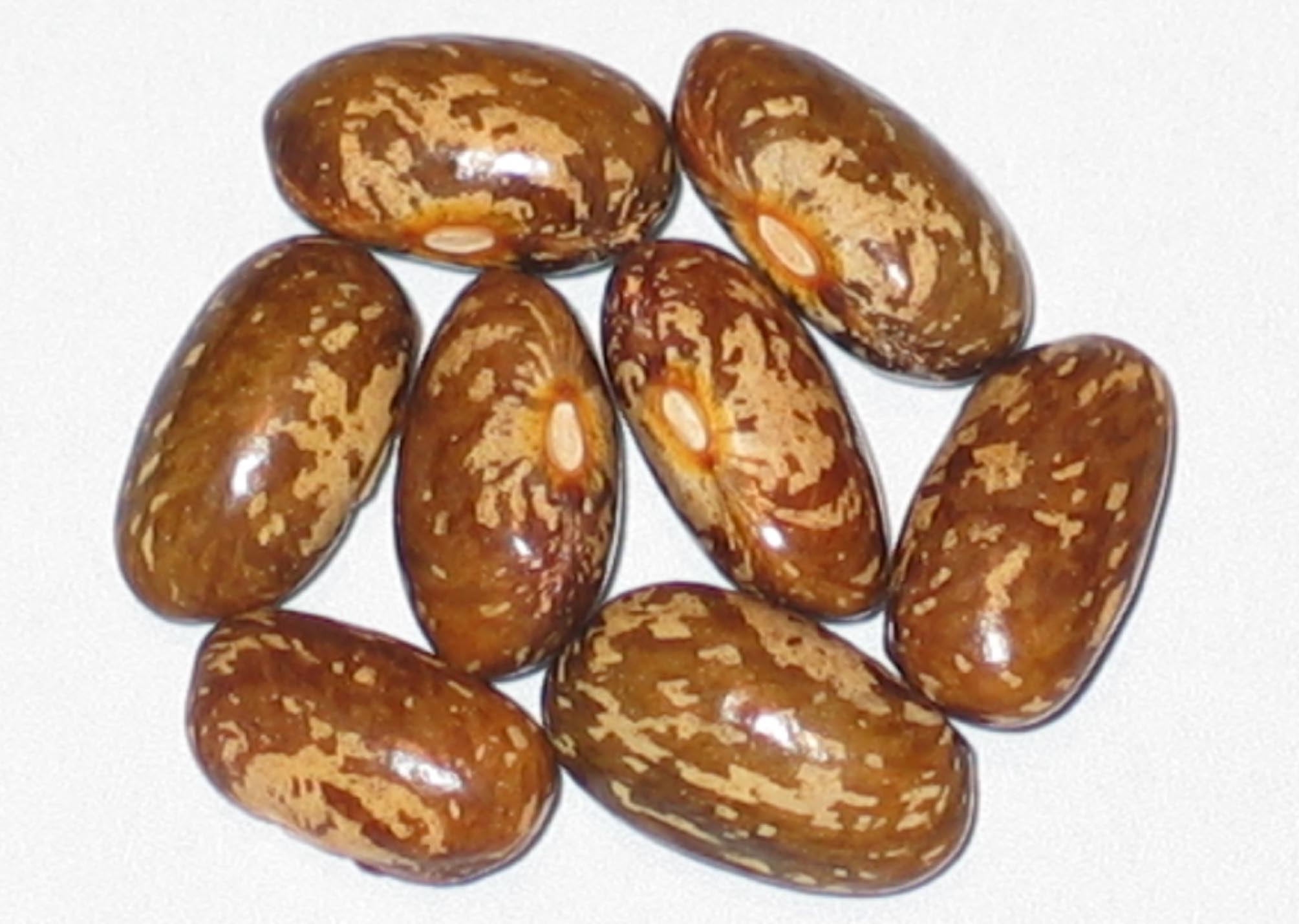 image of Topcrop beans