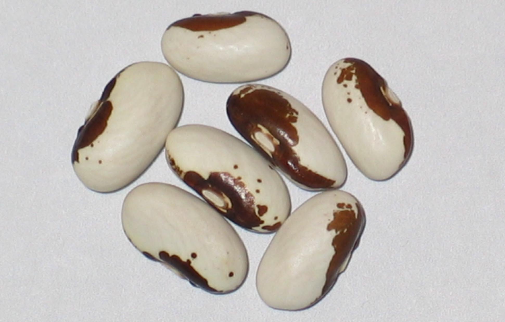image of Topnotch Golden Wax beans
