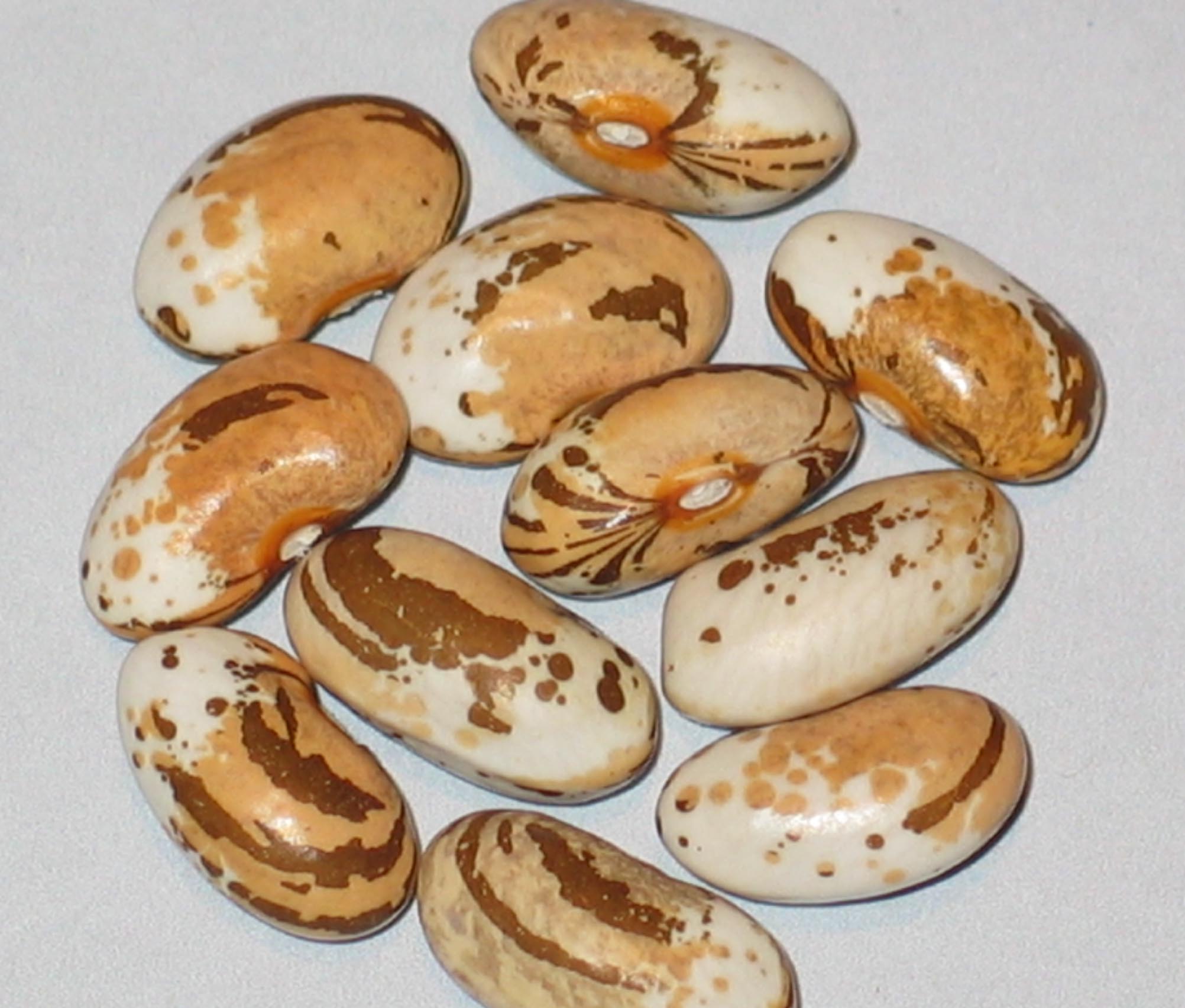 image of Trebulino Di Domenico beans