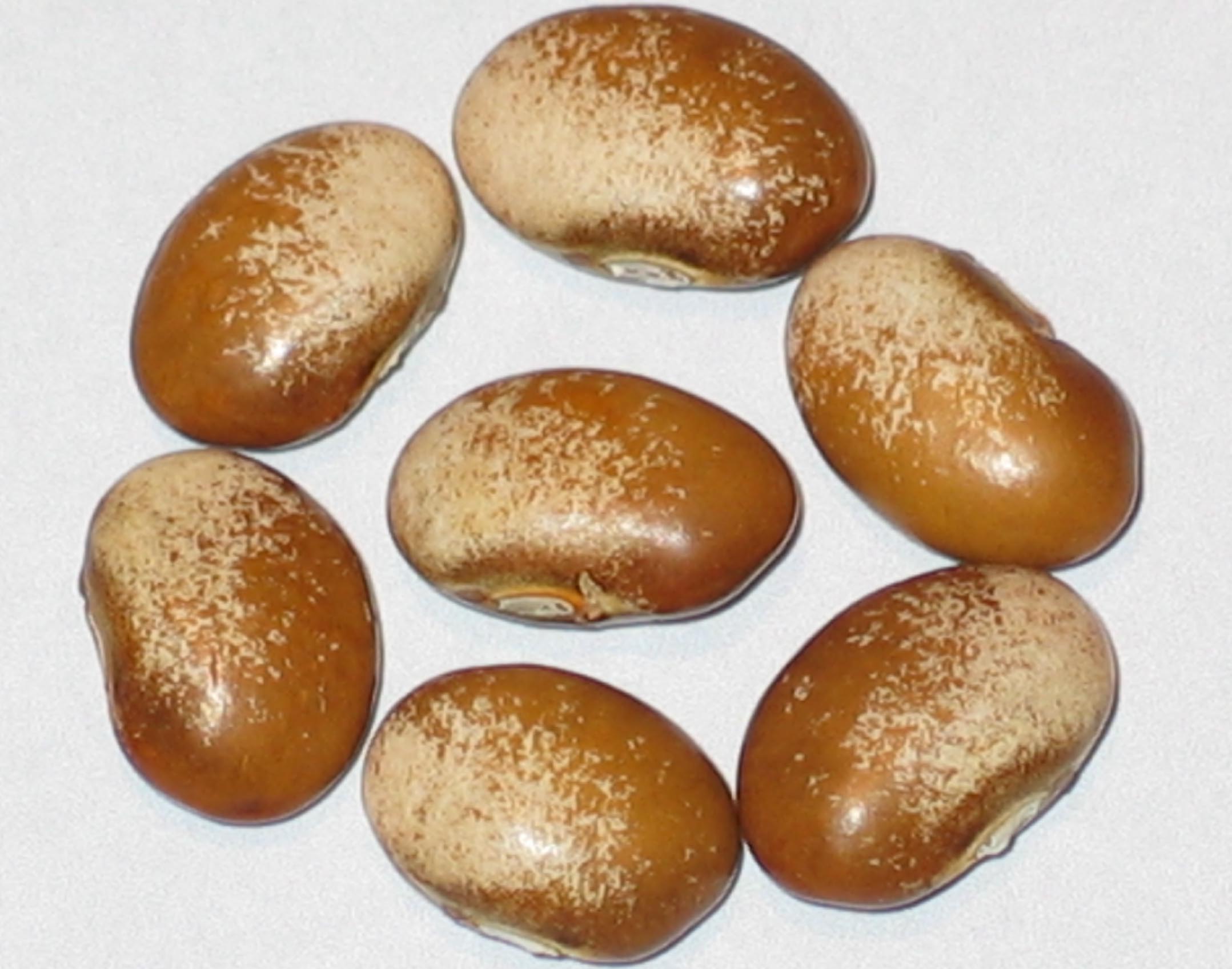 image of Turkey Craw beans
