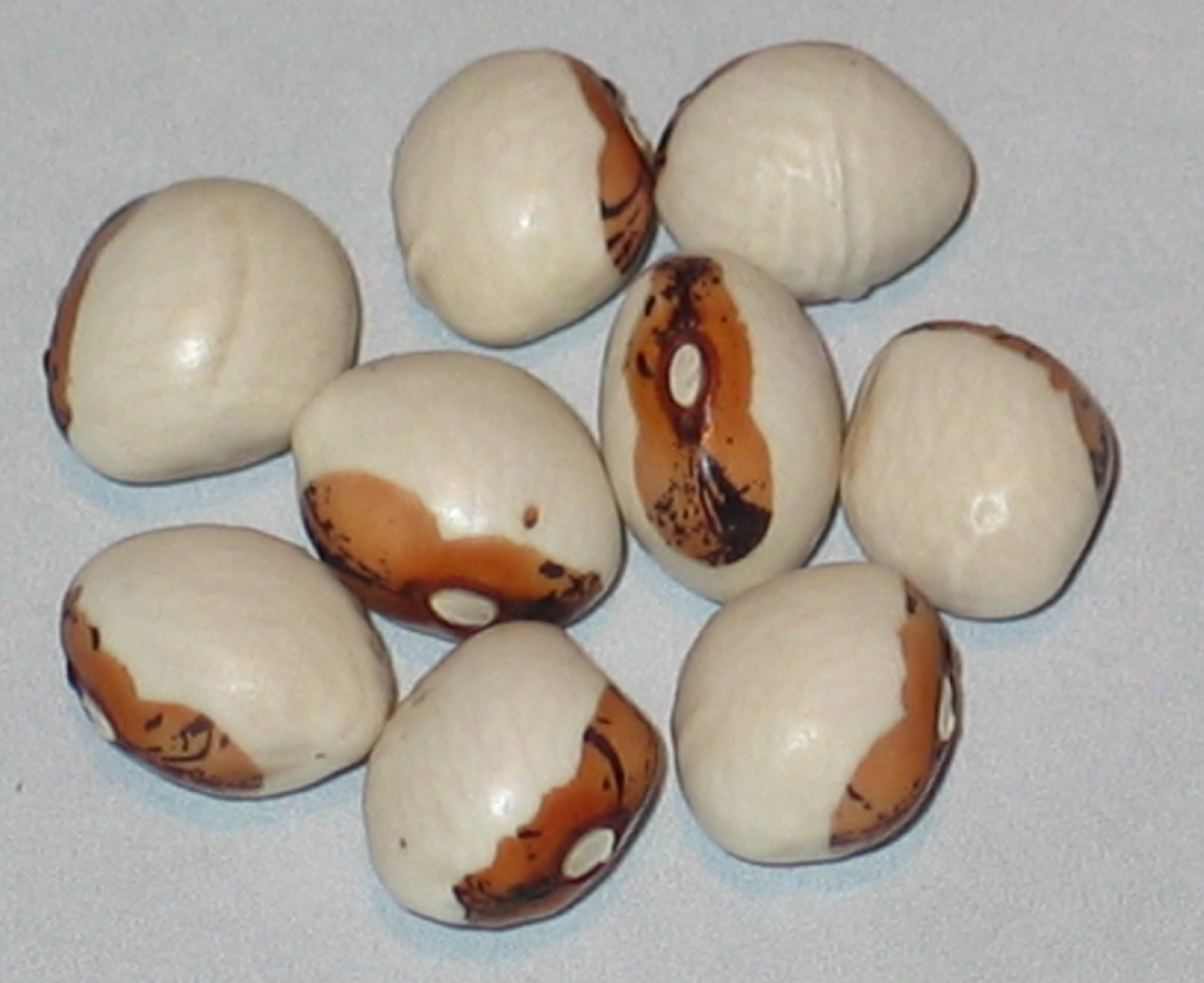 image of Tuvagliedda beans