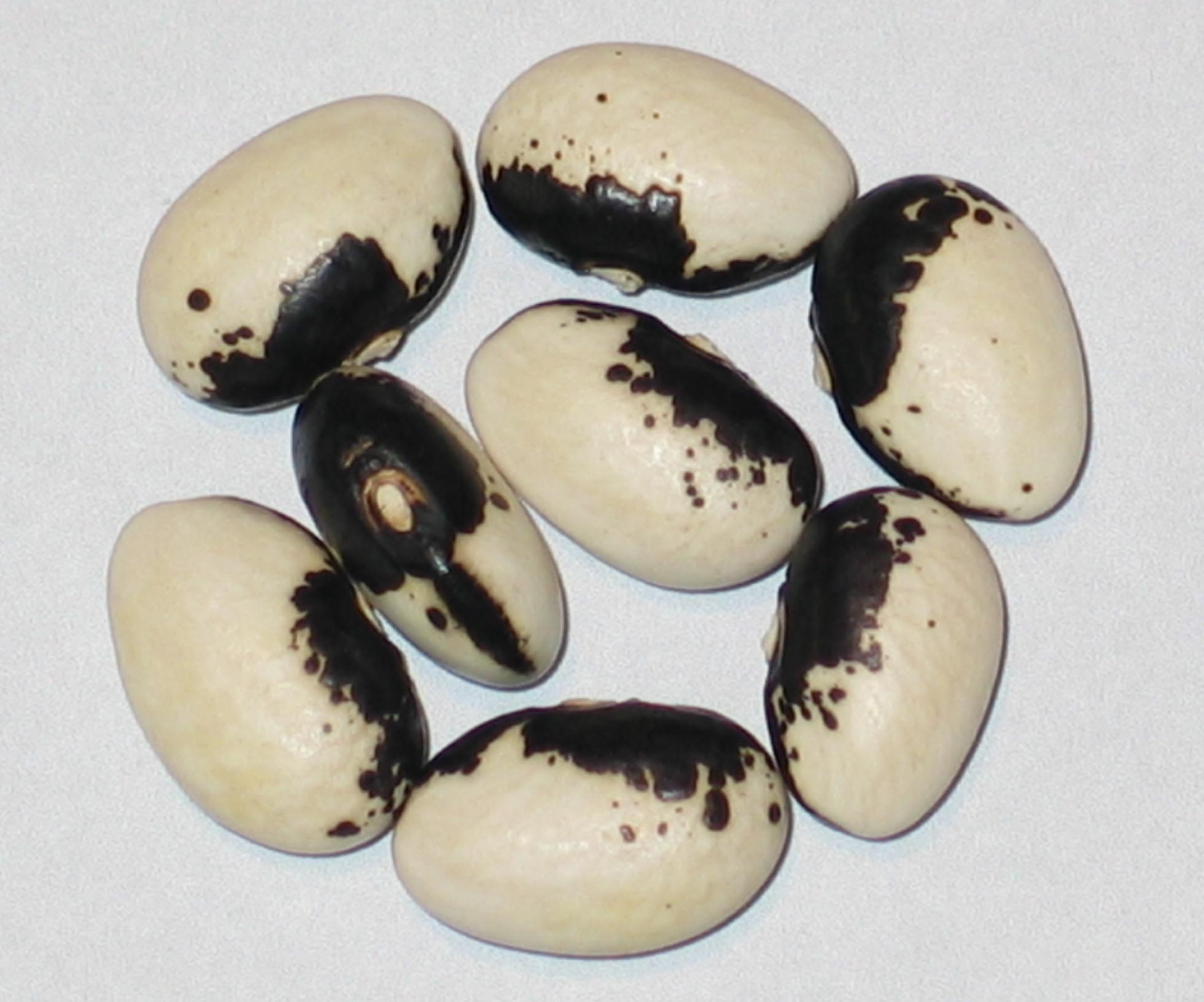 image of Uzice Speckled Wax beans