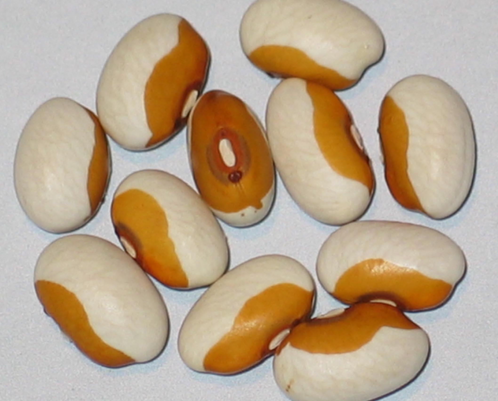 image of Vermont Yellow Eye beans