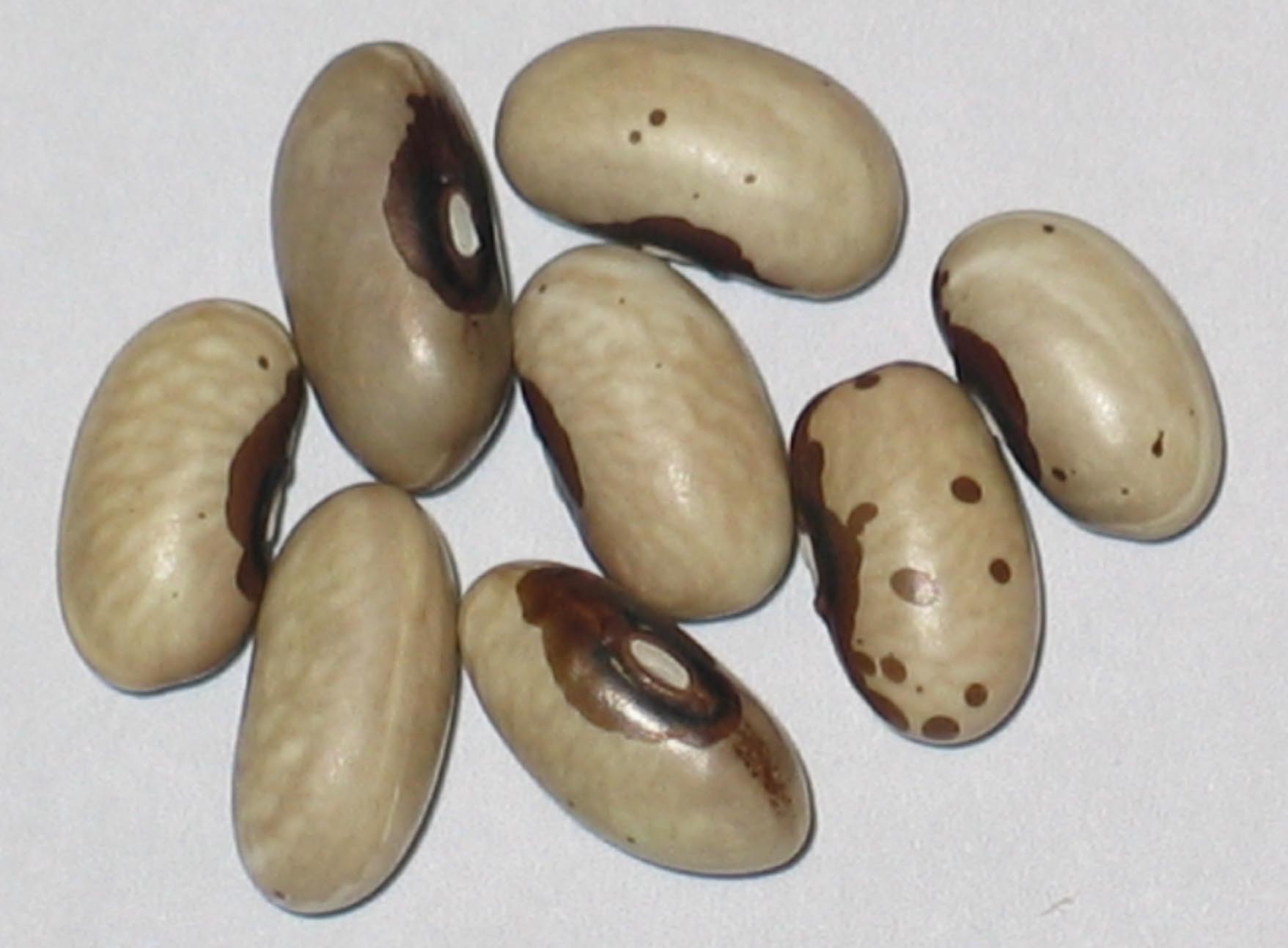 image of Victoria Brown Eyes beans