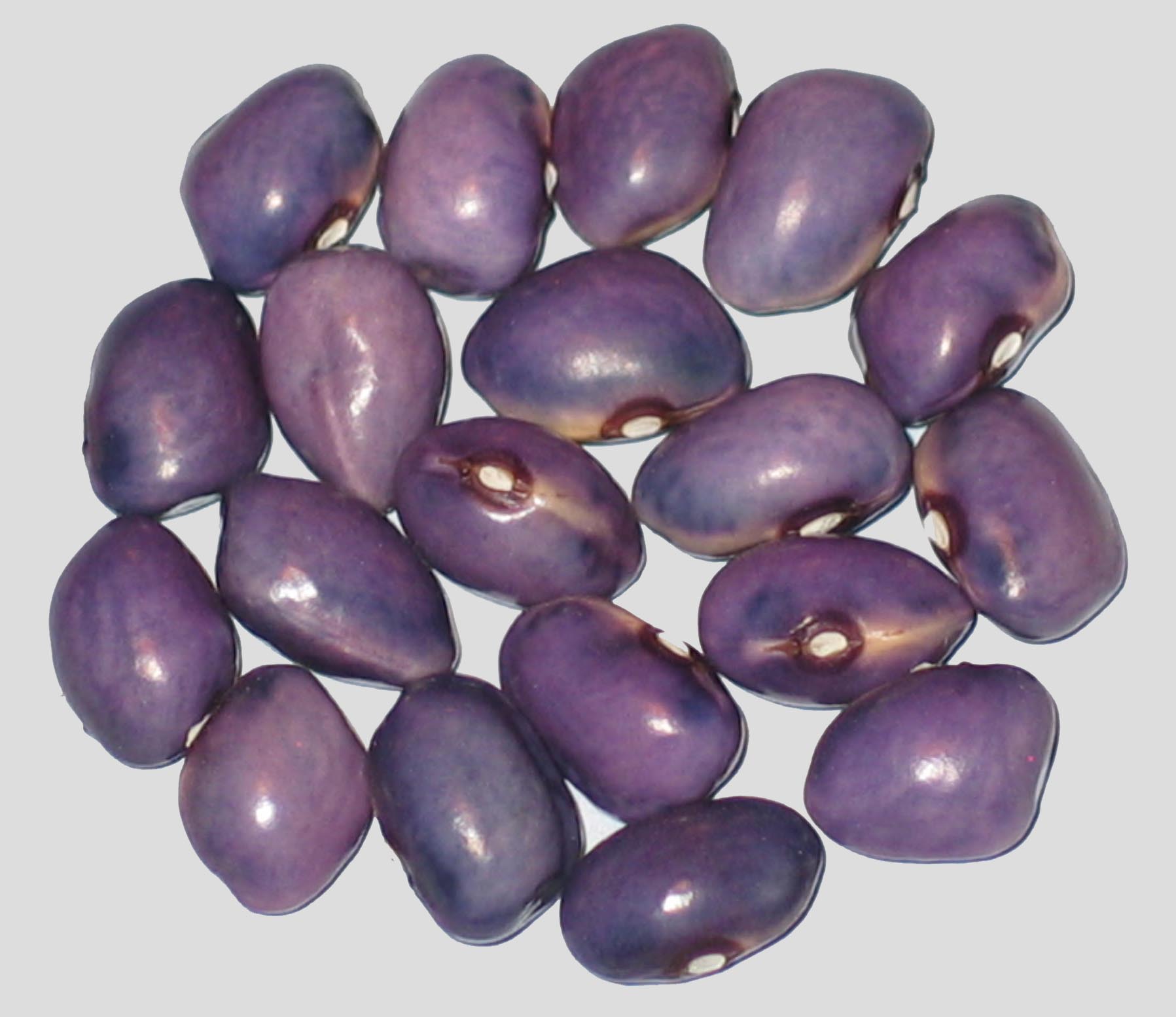 image of Fagiolo Viola Di Assiago beans
