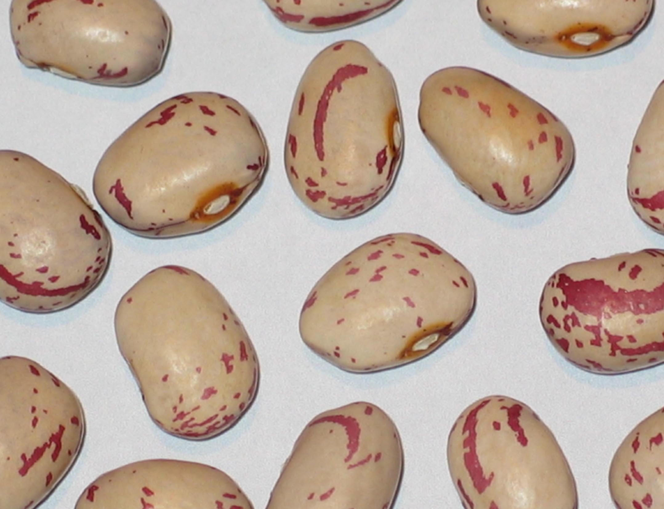 image of Volga German Siberian beans