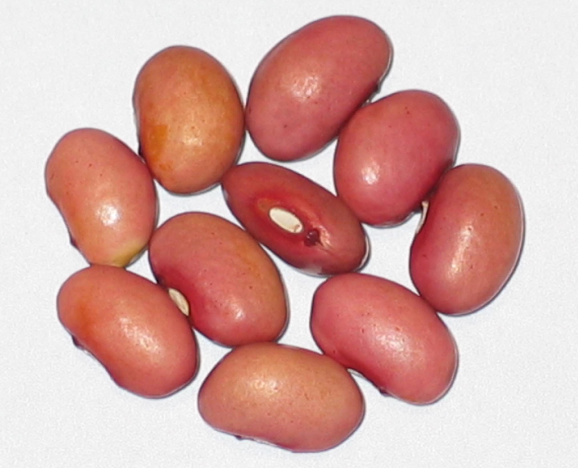 image of Wadena beans