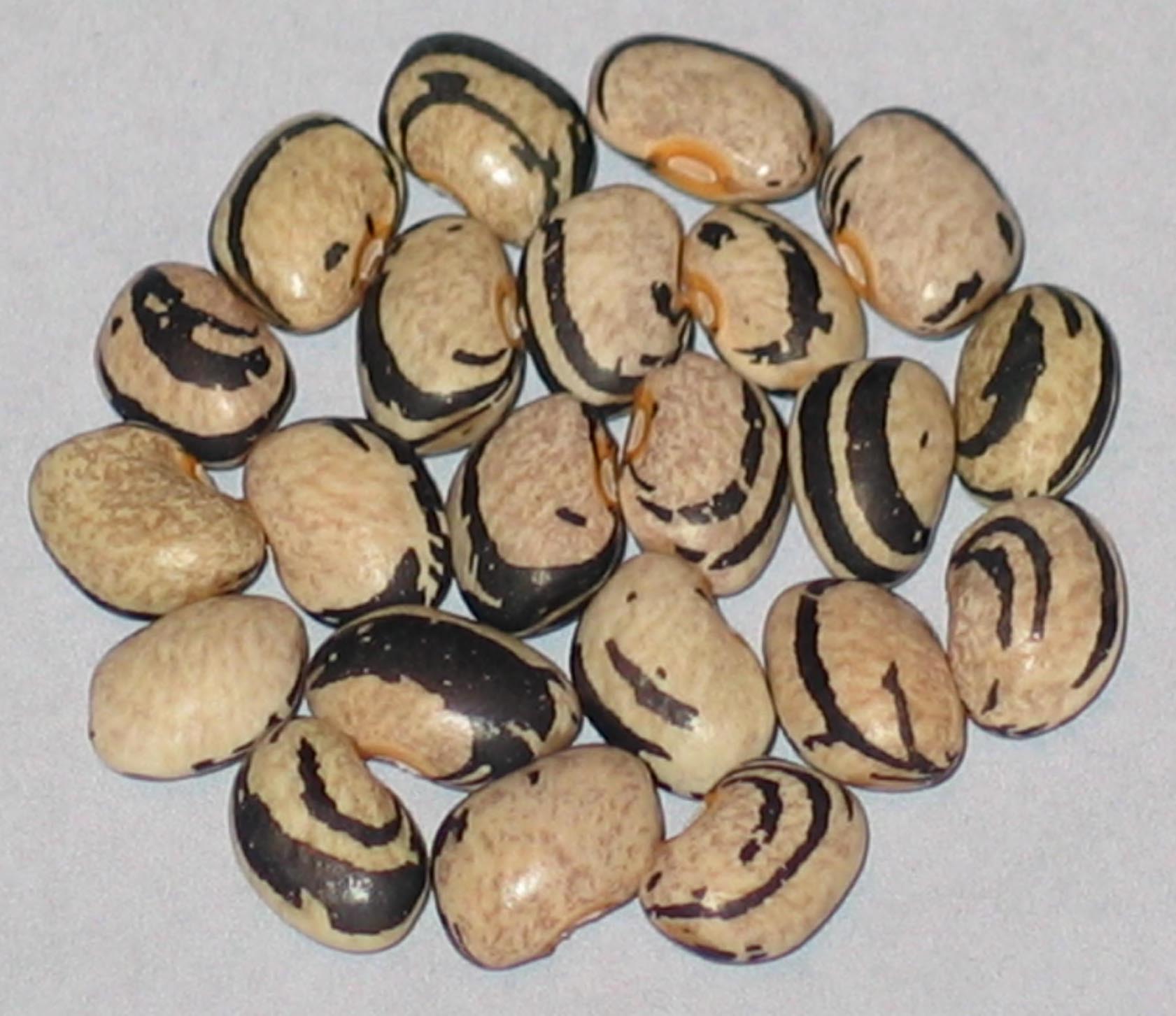 image of Zebra beans