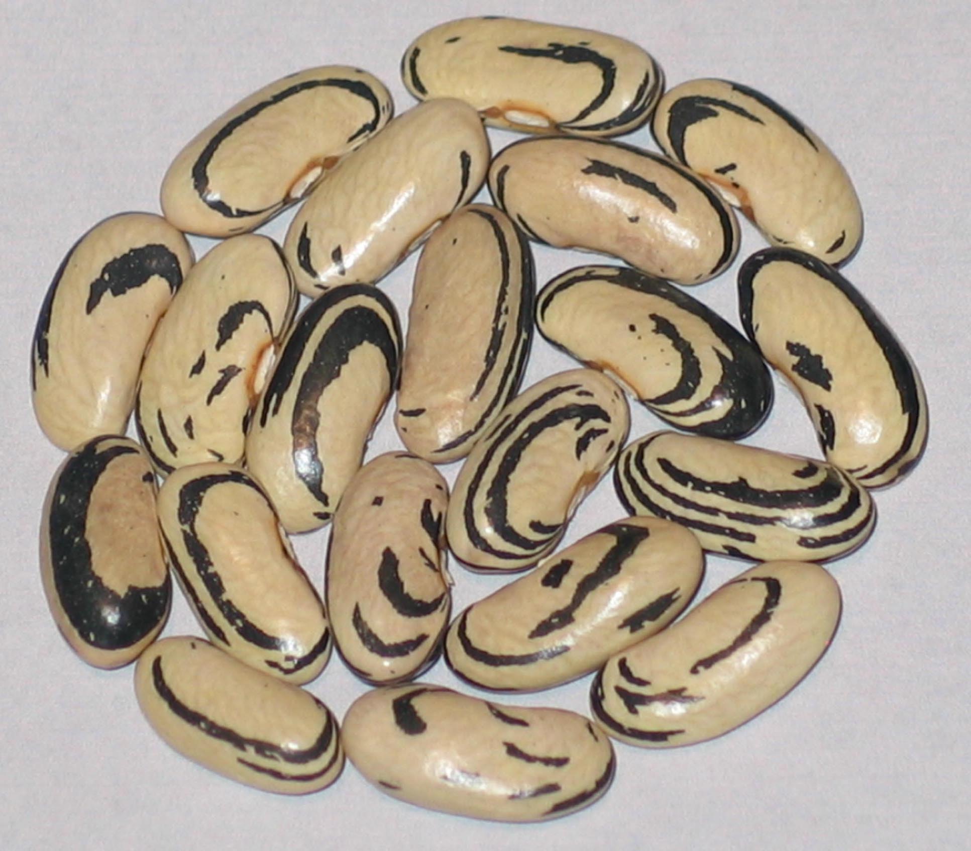 image of Zumbro Falls beans