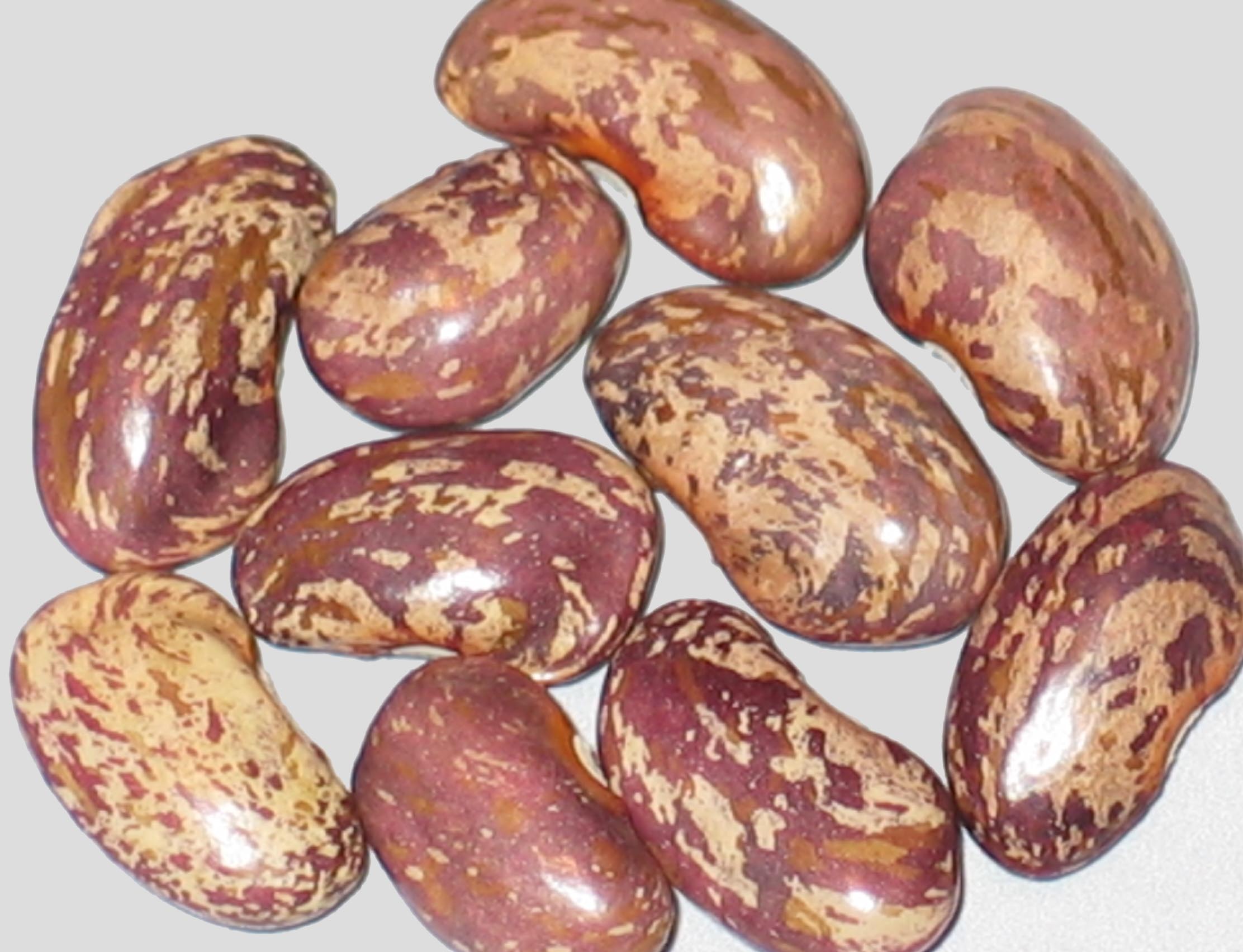 image of Hopper Holler beans
