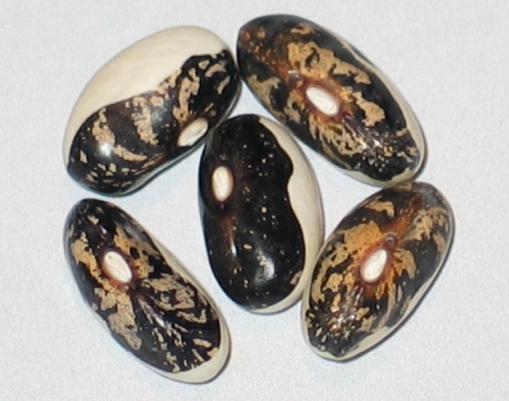 image of Karachaganck beans