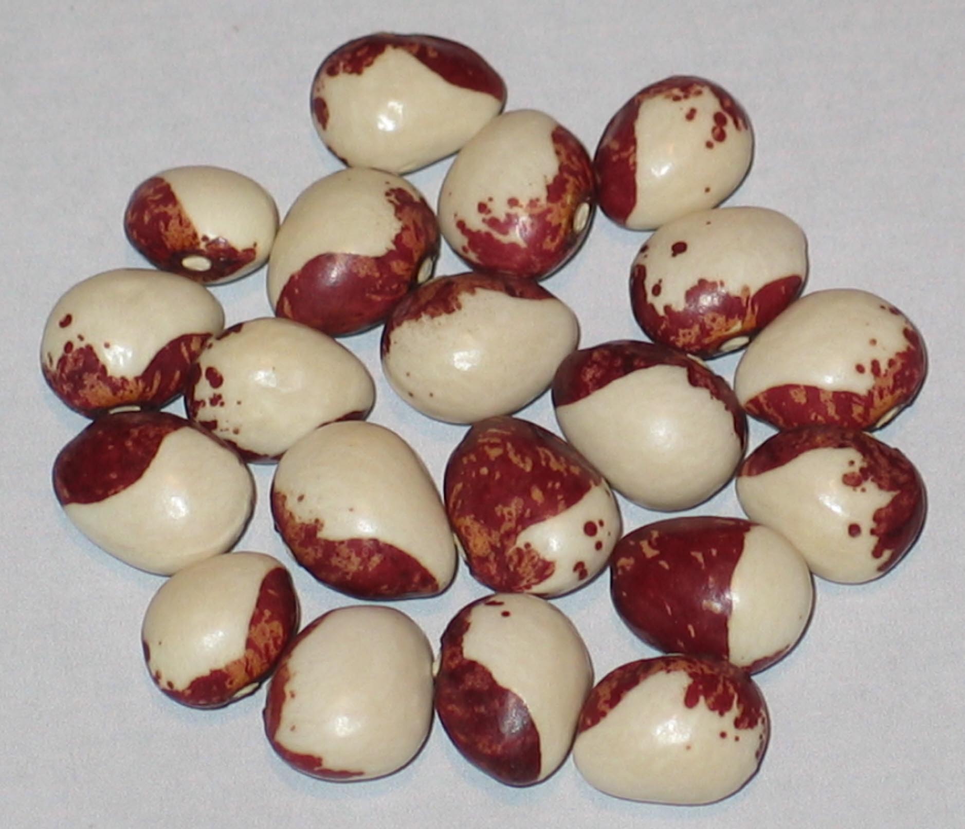 image of Mutazione Tuvagliedda Rossa beans