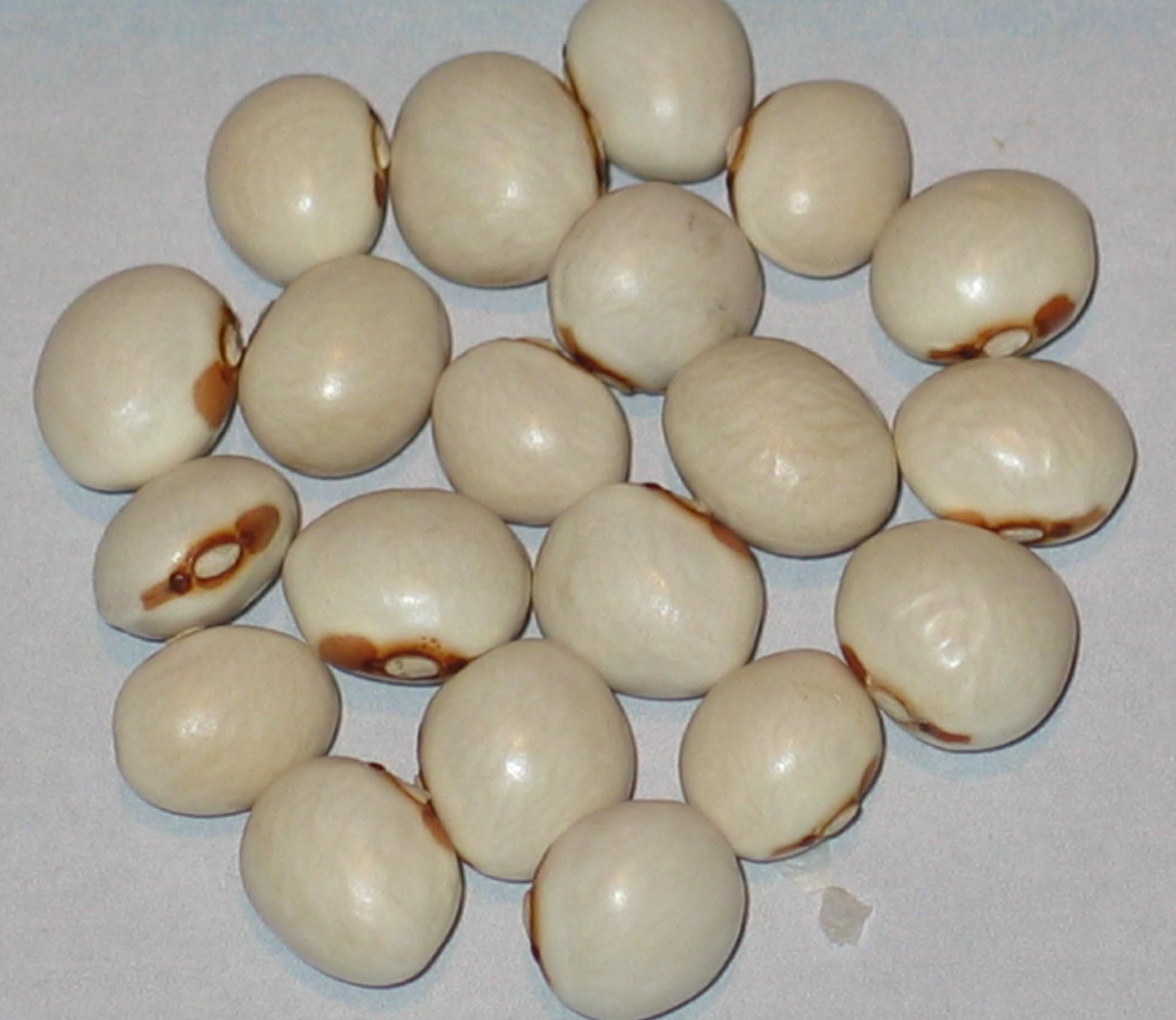 image of Nasieddu Giallo beans