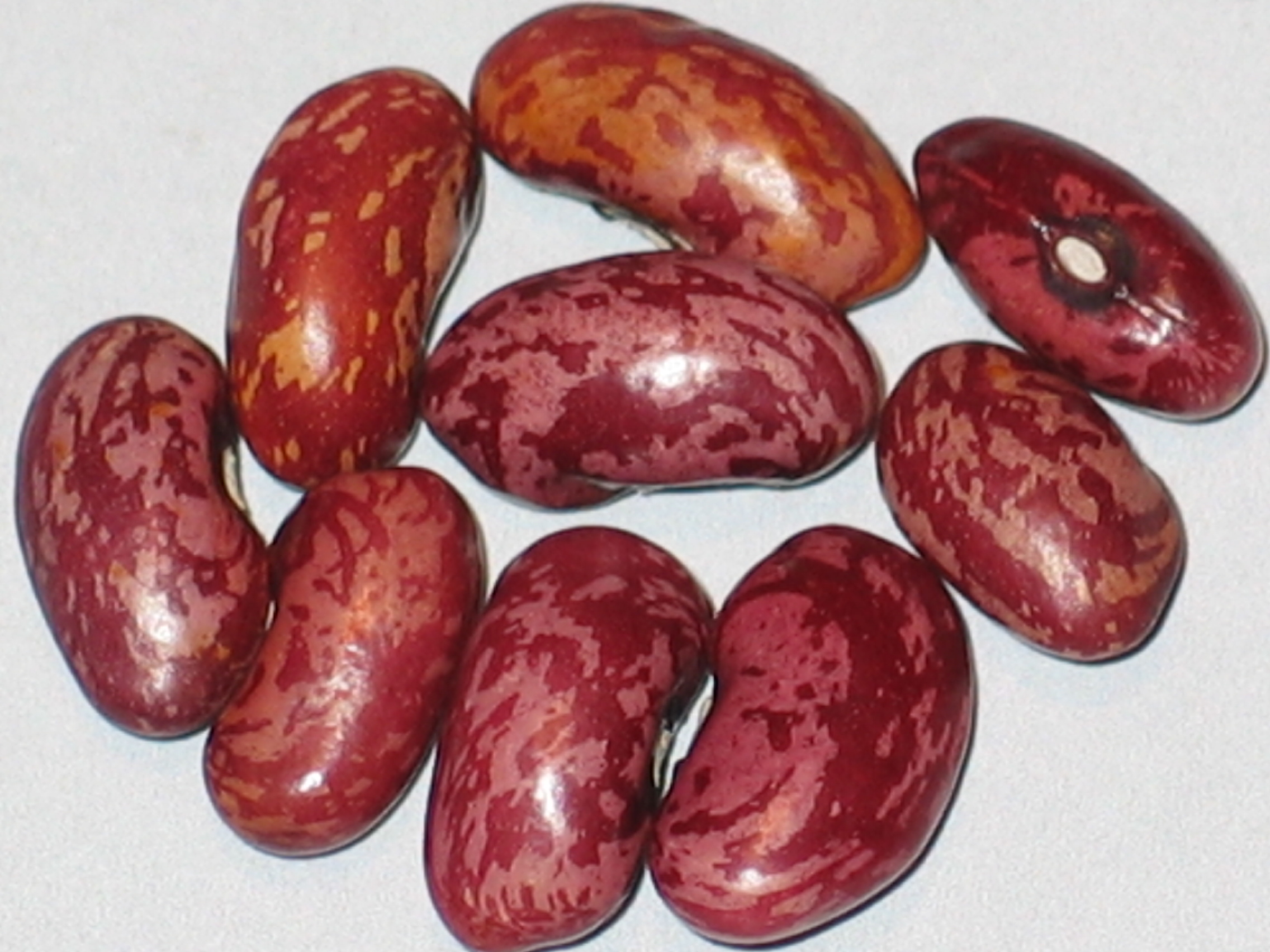 image of Rasberry Ripple beans